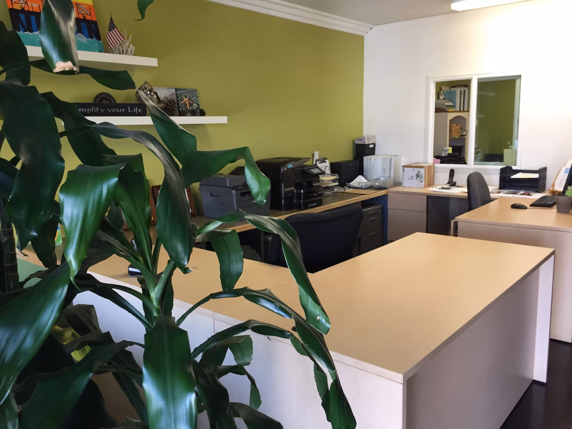Office reception area with a green accent wall, desks, printers, and a large foreground plant.