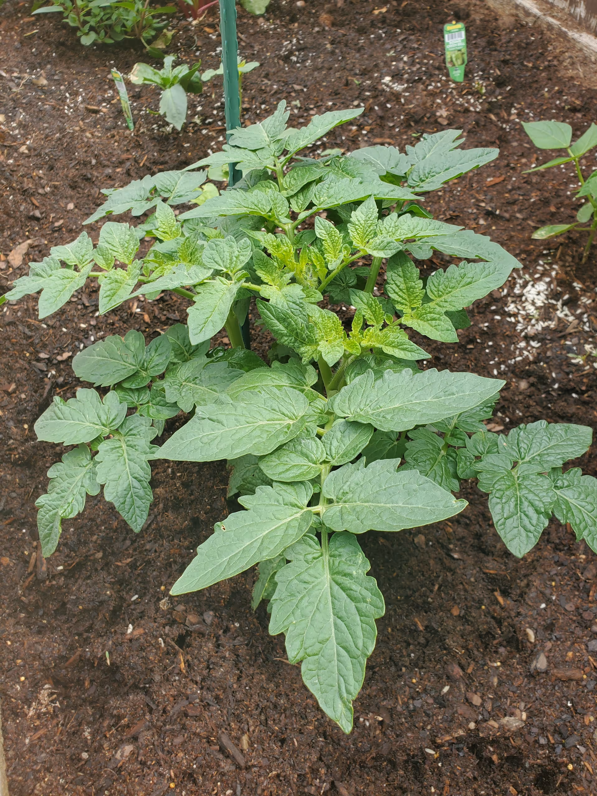 A close-up view of a healthy green tomato plant growing in soil with other small plants nearby.