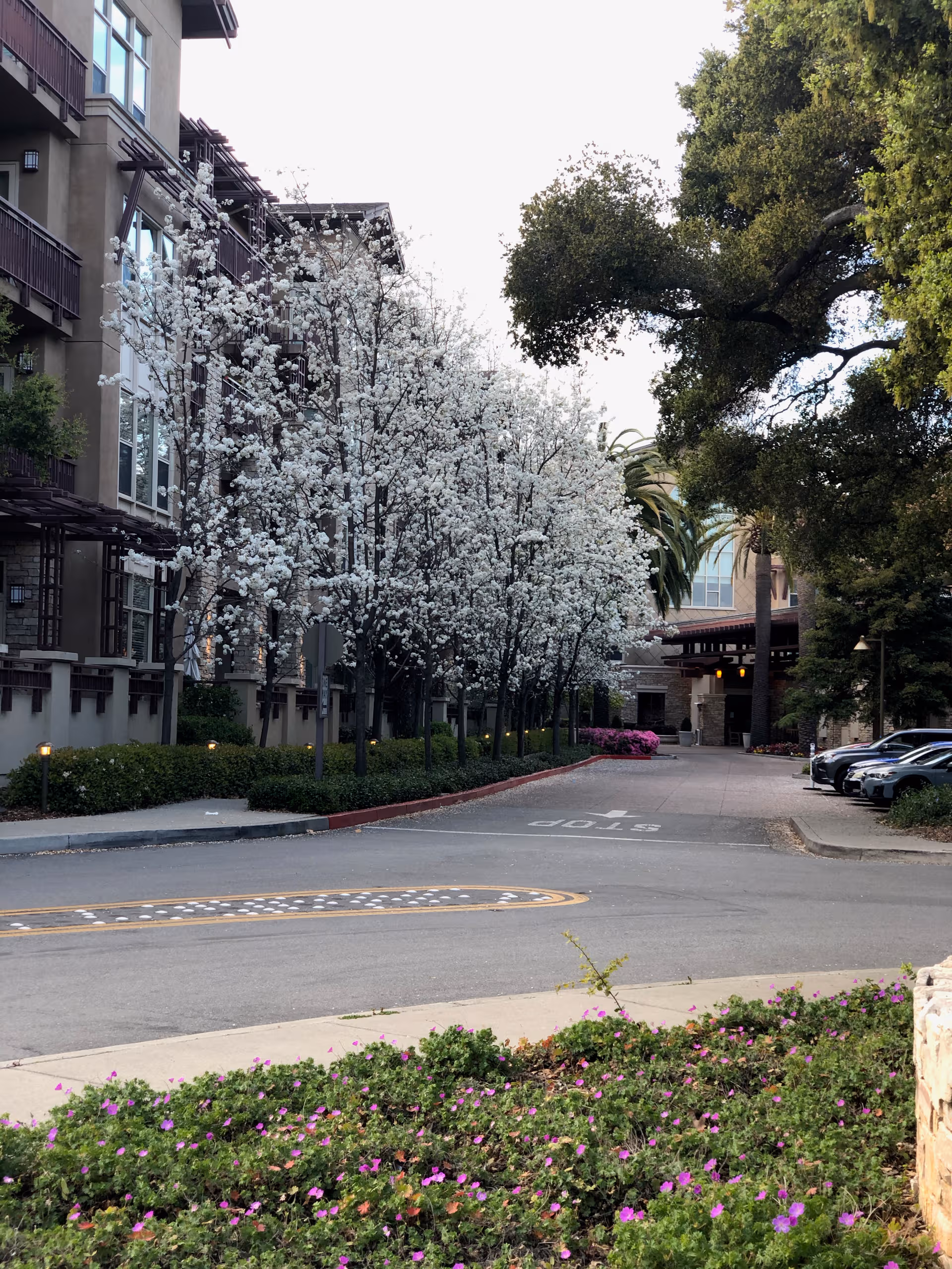 Exterior view of Vi at Palo Alto with blooming white trees, sidewalk, and parked cars.