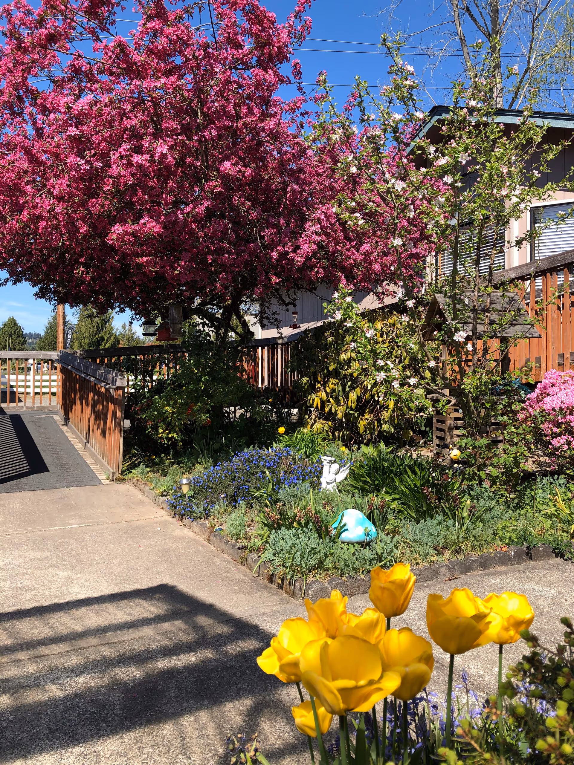 Exterior garden at Pioneer House featuring pink blossoms, yellow tulips, and a paved walkway.