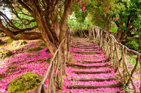 Sunlit garden path with rustic wooden stairs adorned by pink petals and lush greenery.