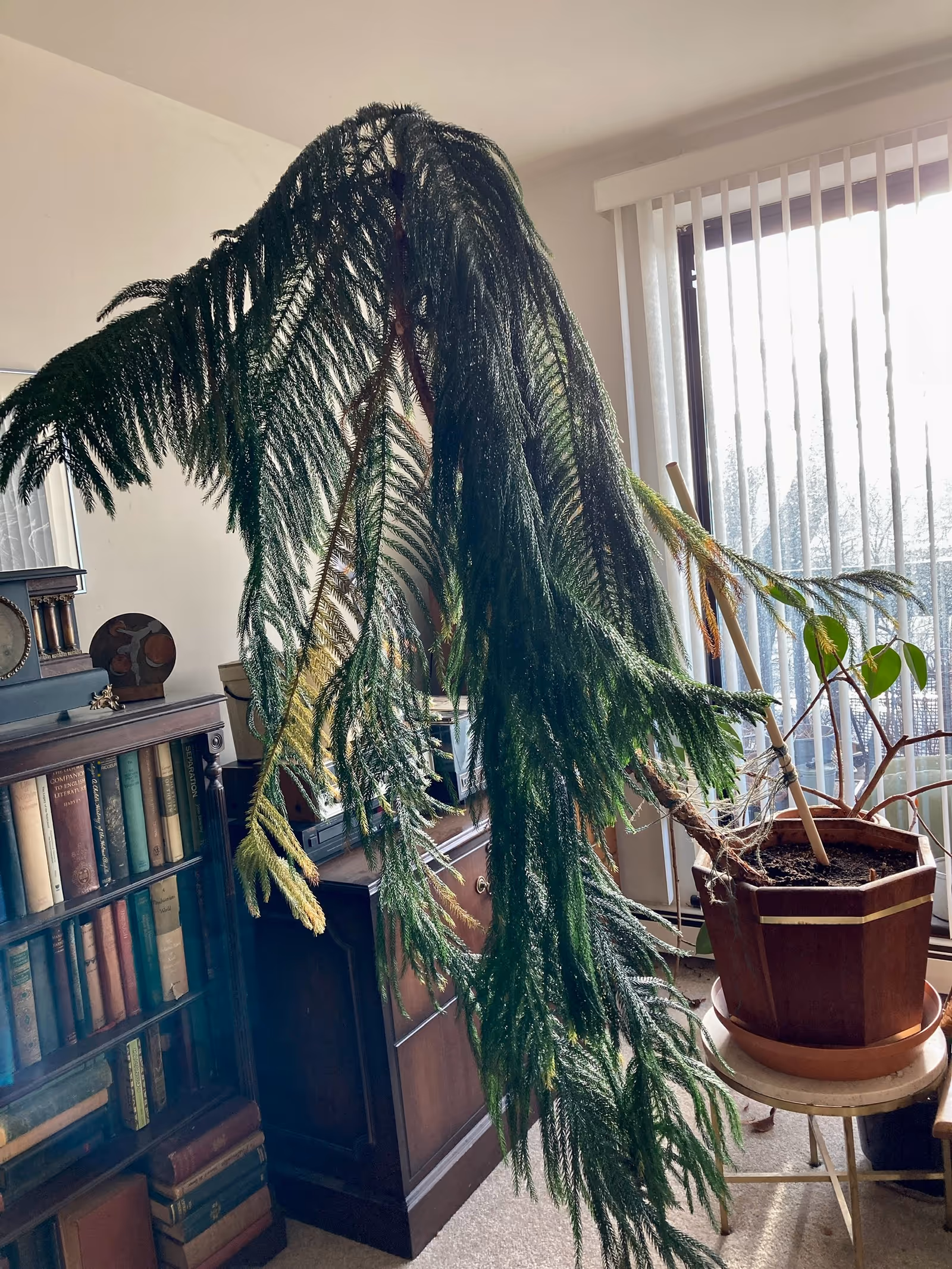 Indoor living area with a large drooping potted plant beside a window and bookshelves.