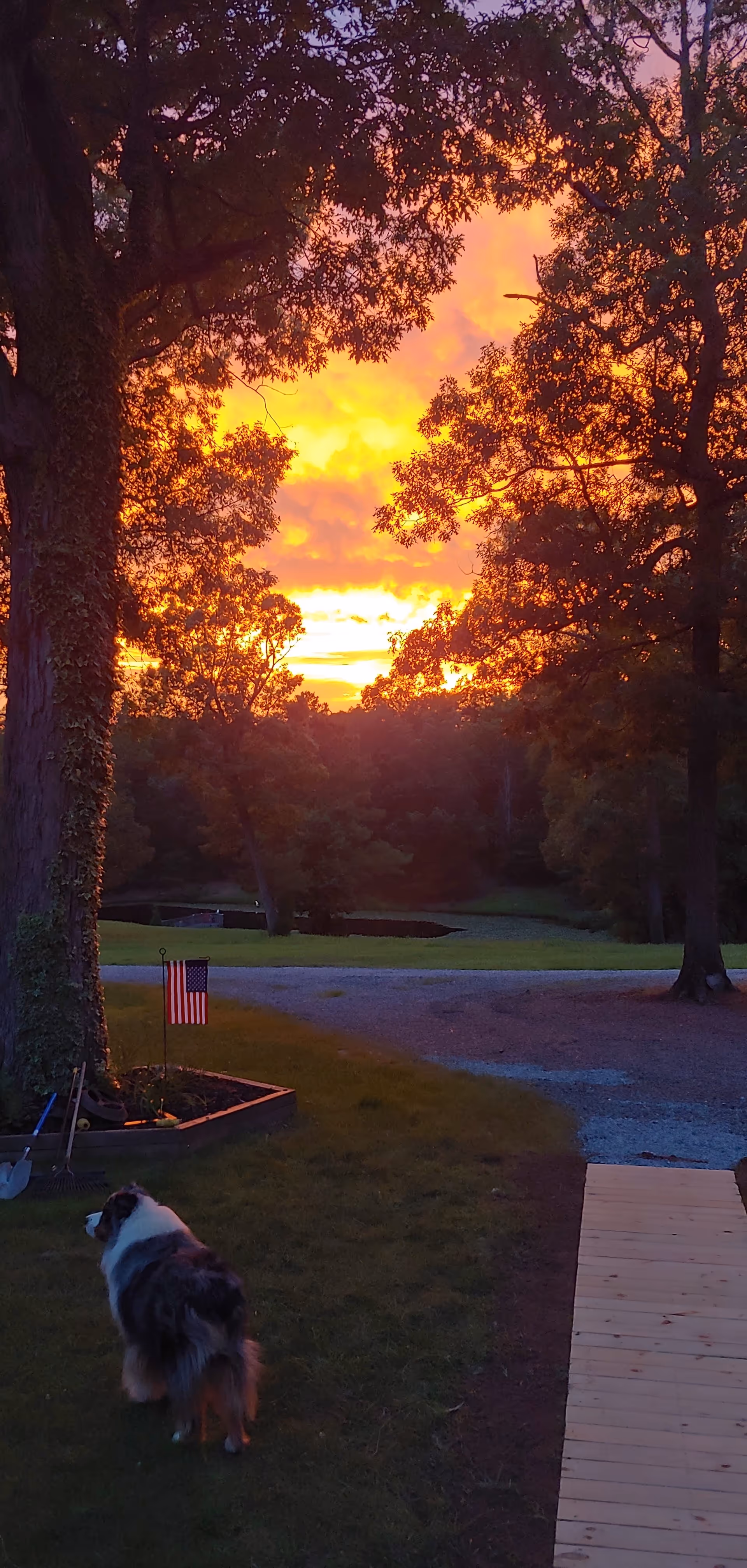 Sunset over a grassy yard with trees, a wooden deck, an American flag, and a dog.