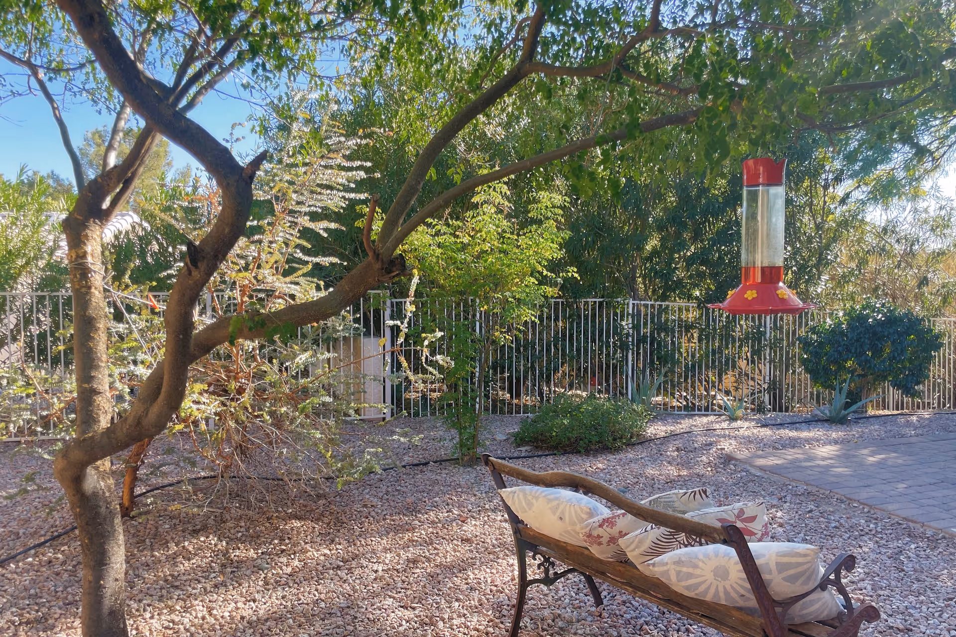 Sunny outdoor courtyard with a wooden bench, trees, and a red bird feeder.