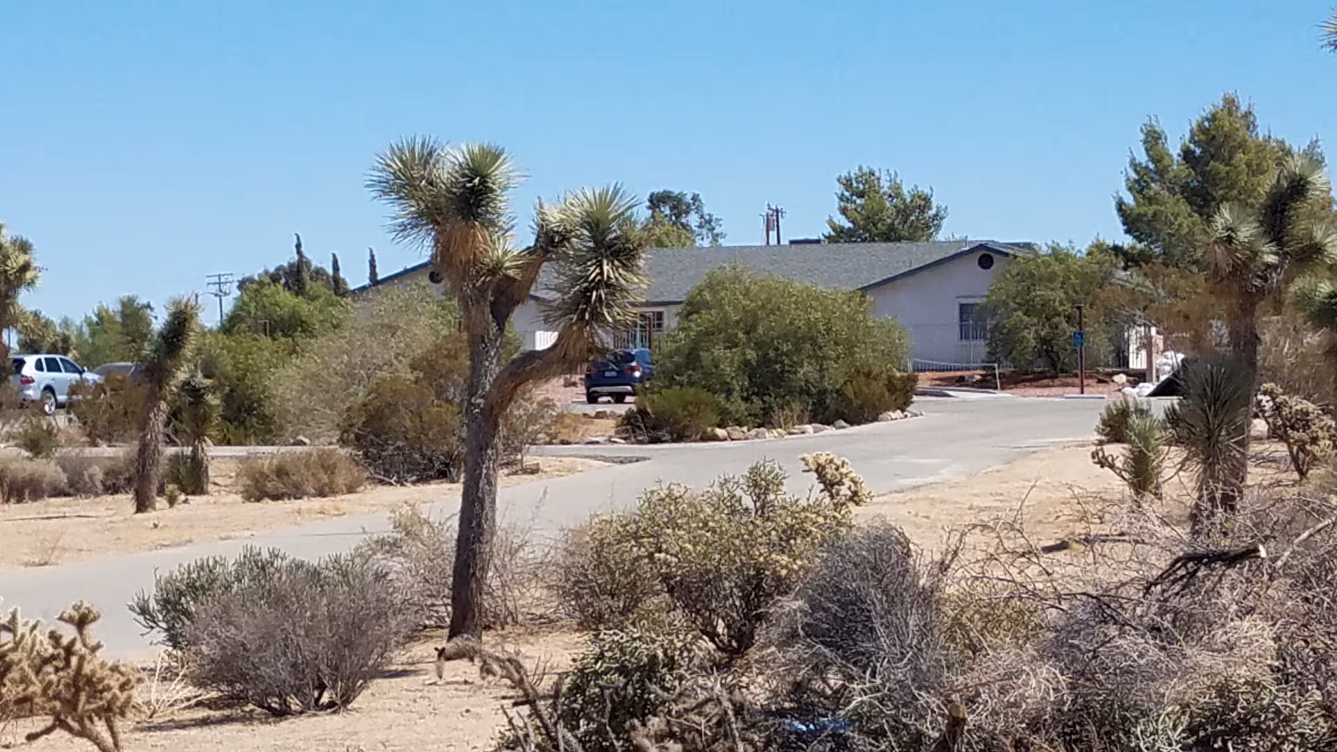 Desert landscape with a single-story building, palm trees, and parked cars along the road.