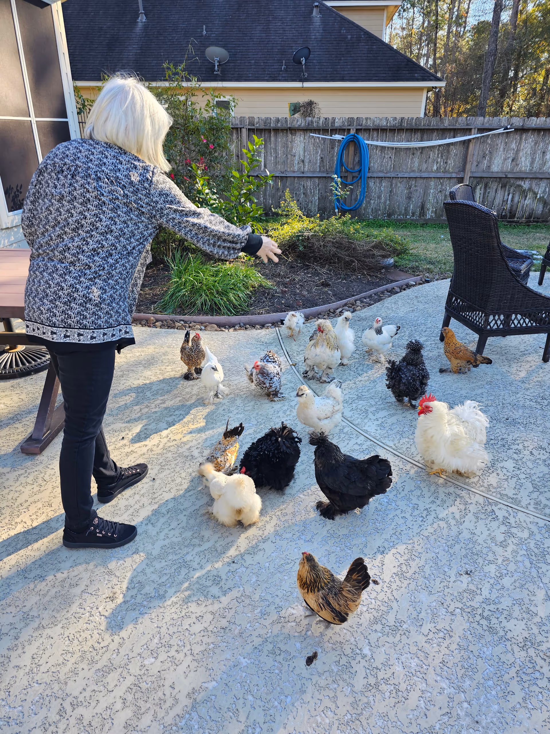 elderly woman feeding chickens on a sunlit backyard patio