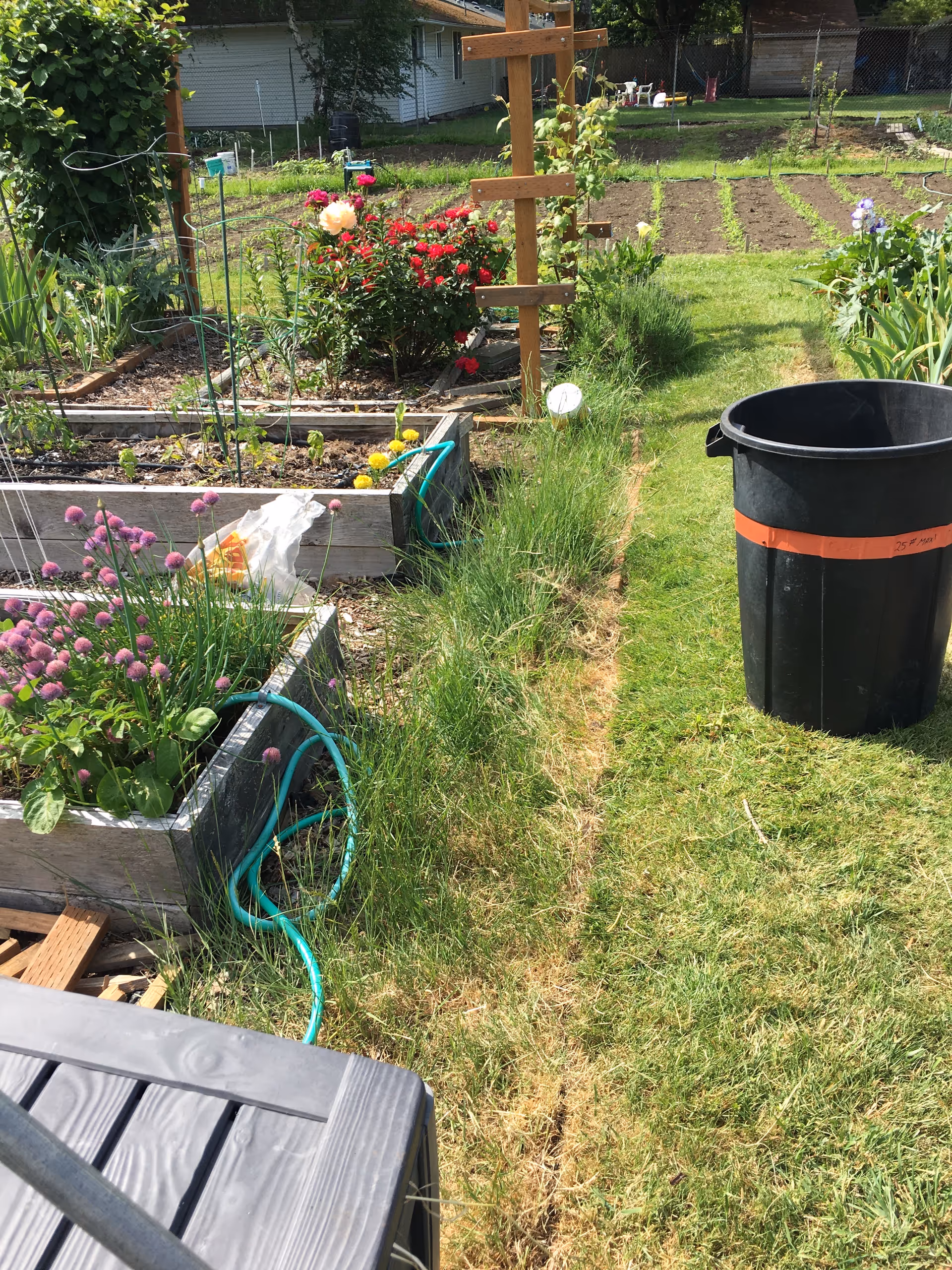 Outdoor community garden with raised beds, flowers, hose, and a trash bin.