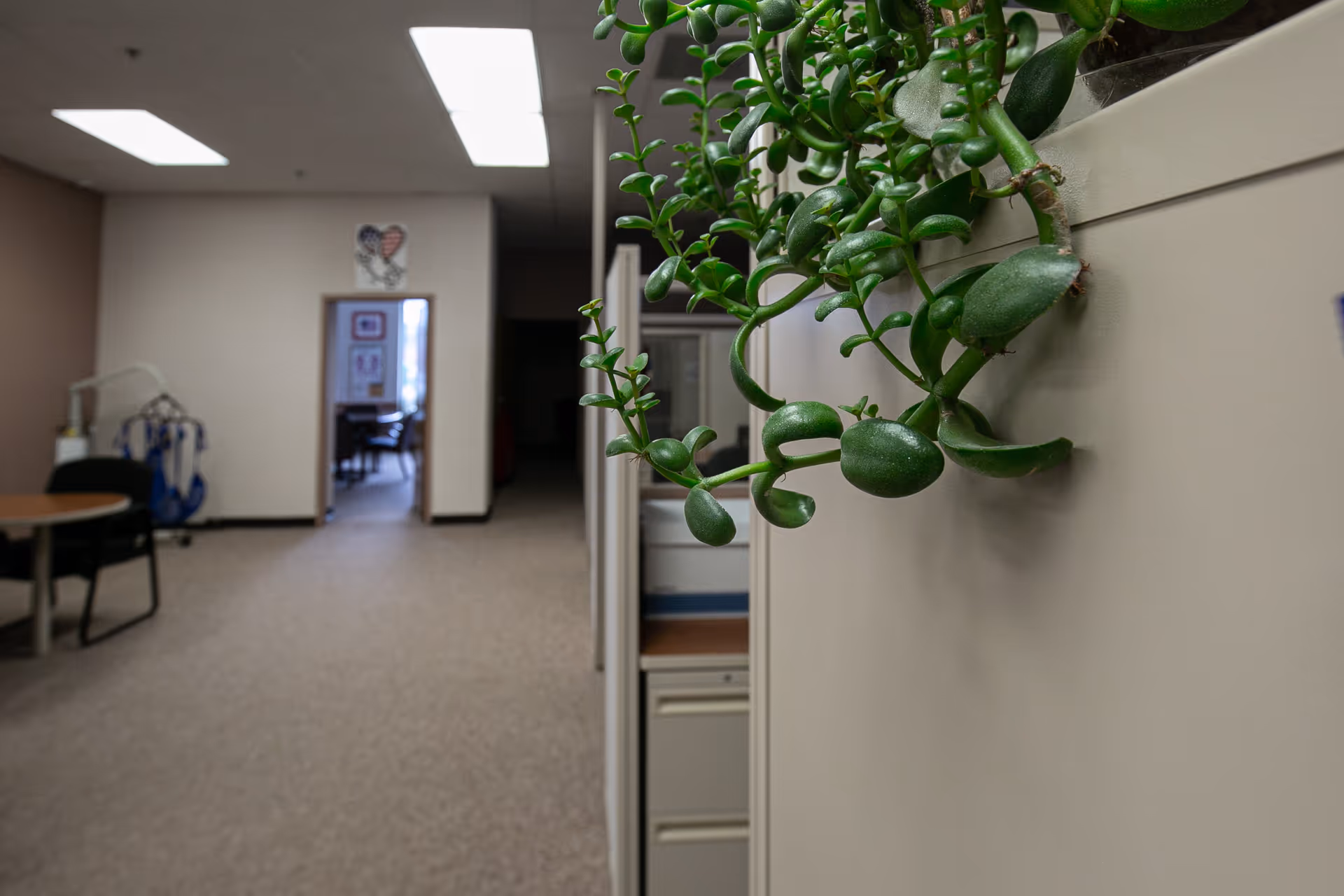 Indoor hallway of a senior living facility with a hanging green plant.