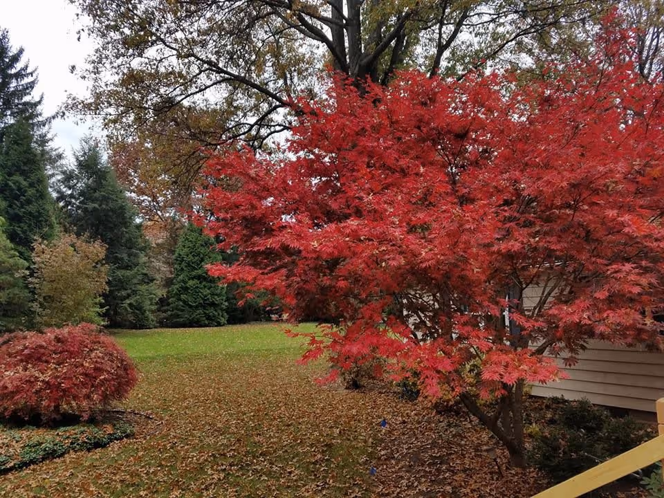 Autumn yard with a vibrant red-leaved tree and scattered leaves on the lawn next to a house.