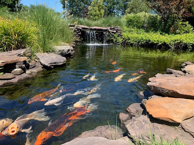 Koi pond with colorful fish, rocks, and a small waterfall amid greenery.