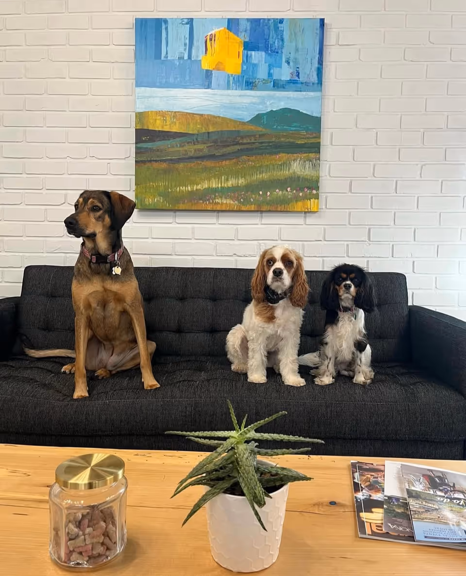 Three dogs sit on a dark couch in a bright, modern living room.