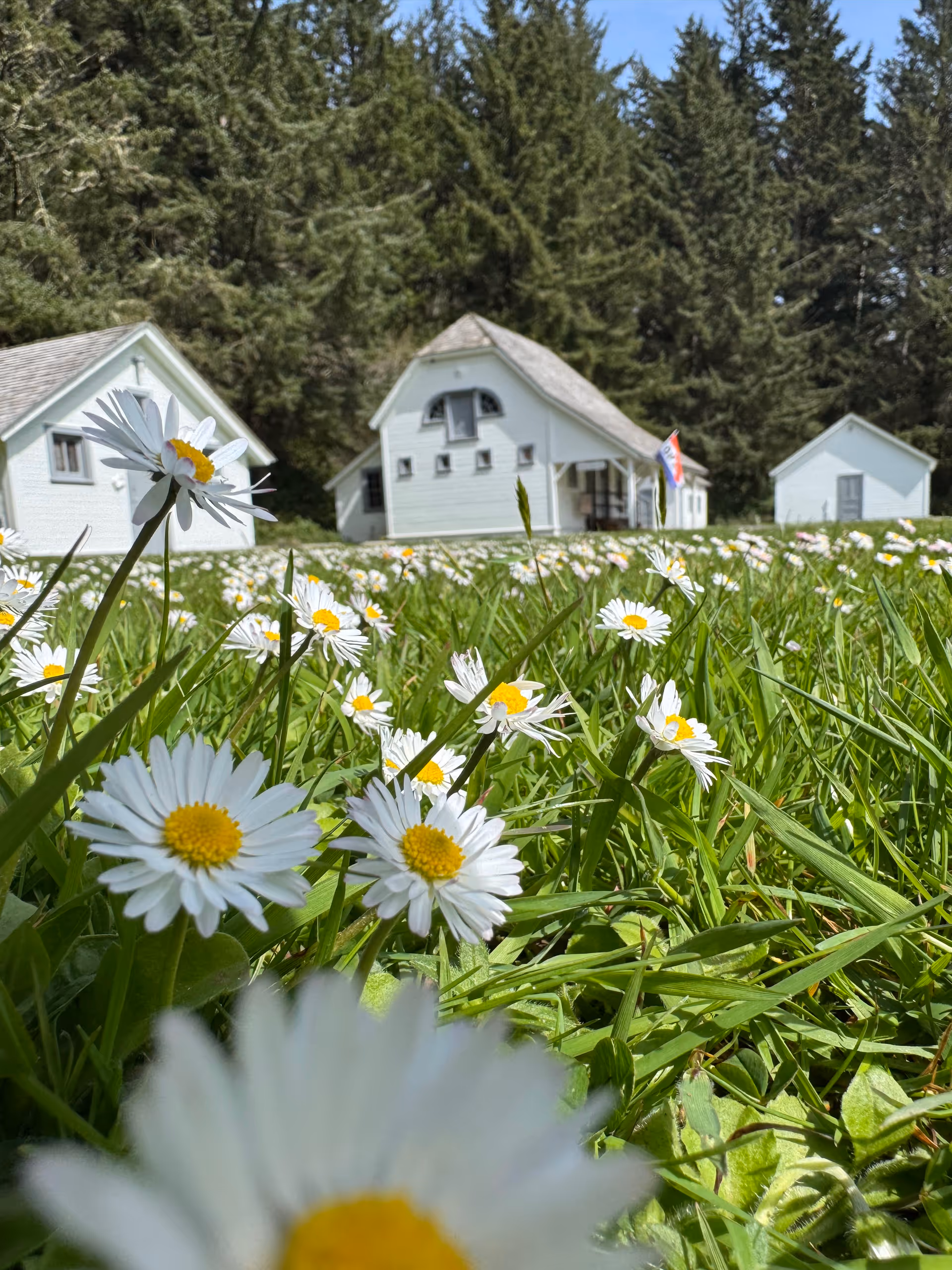 White cottages with pitched roofs sit behind a field of daisies.
