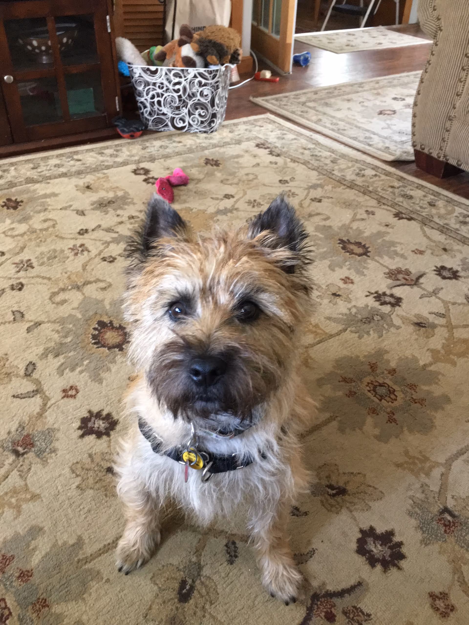 Scruffy dog sits on a patterned living room rug with a stuffed animal basket nearby.
