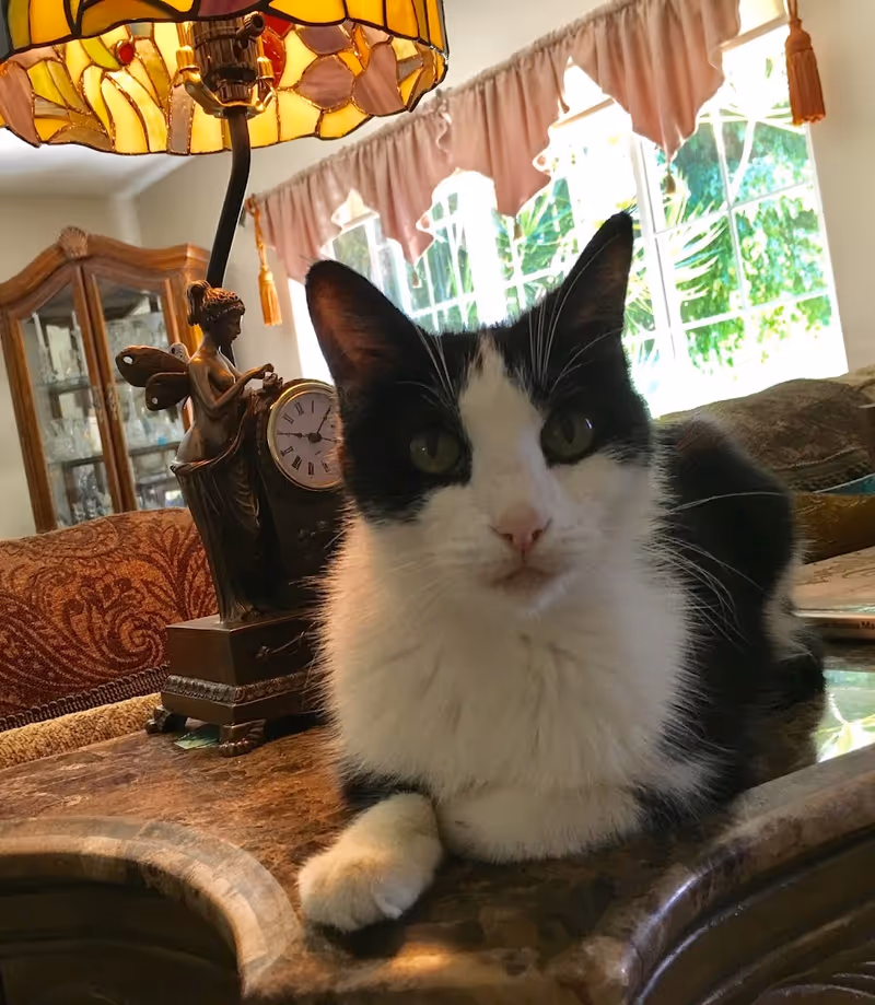A black-and-white cat lying on a marble table in a cozy living room with a lamp, decorative clock, and window in the background.