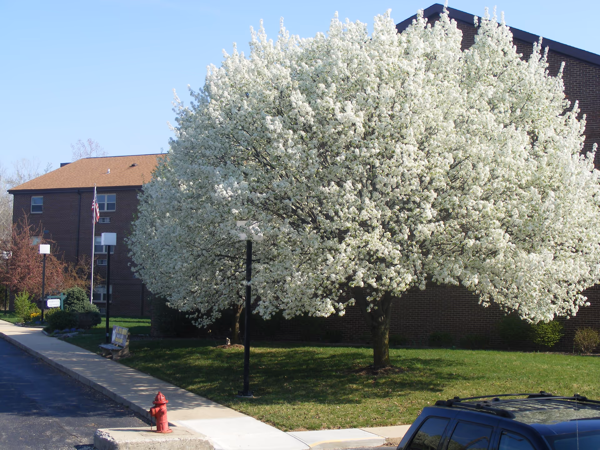 A large white-flowering tree sits in front of a brick senior living building with a sidewalk.