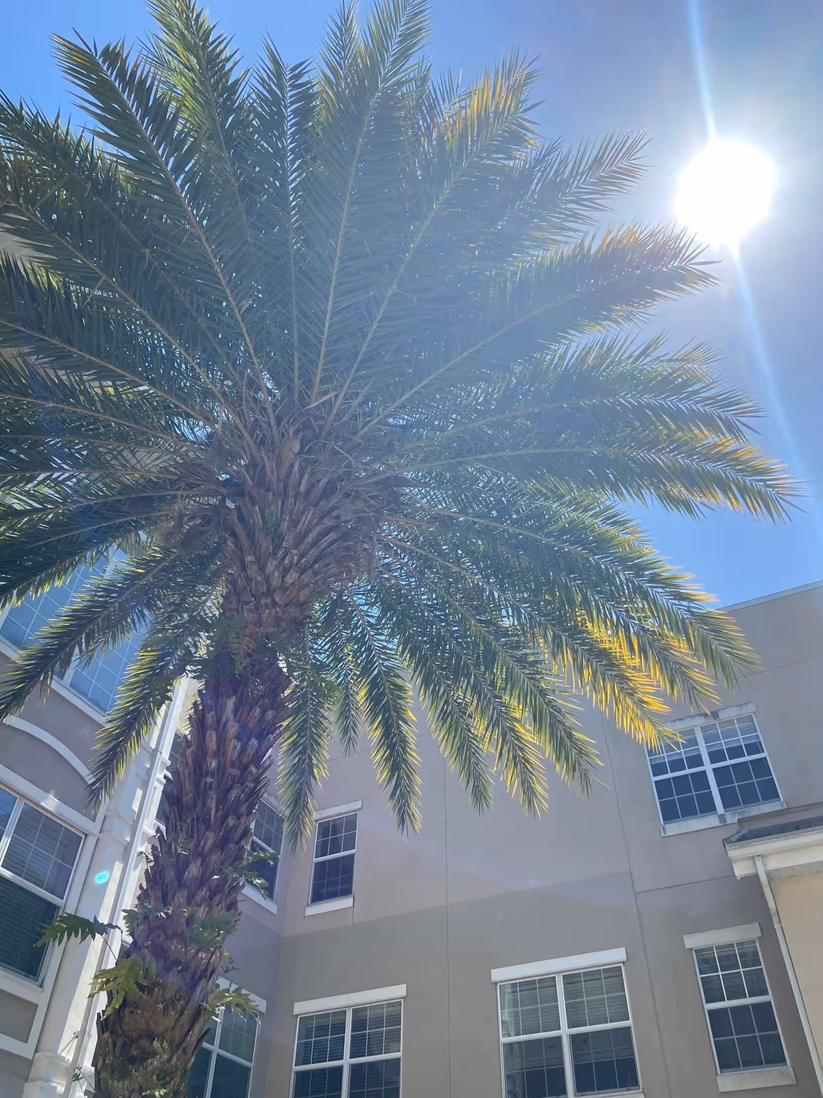 Tall palm tree in front of a beige senior living building on a sunny day.