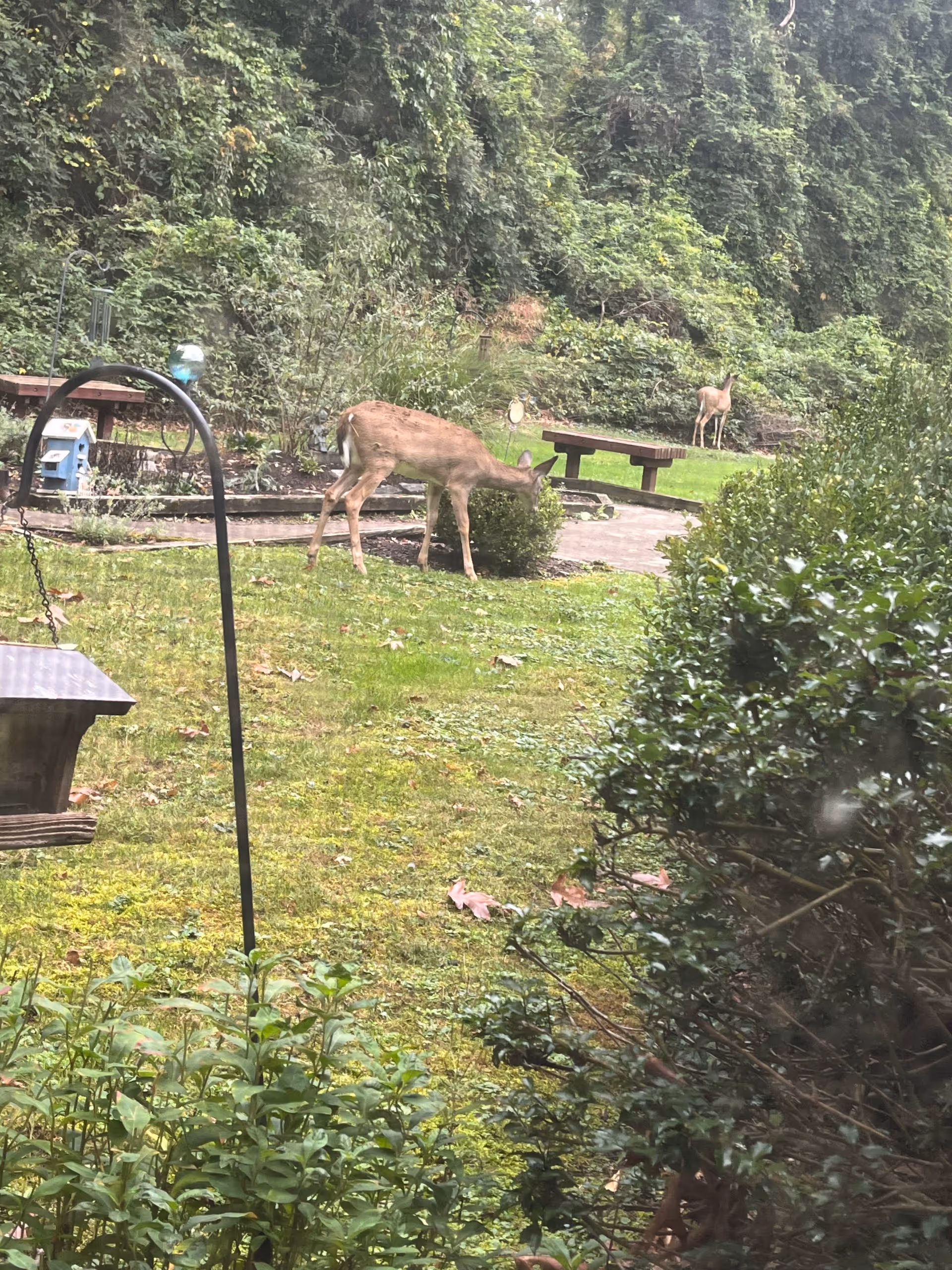 Two deer wander through a grassy outdoor garden area with benches.