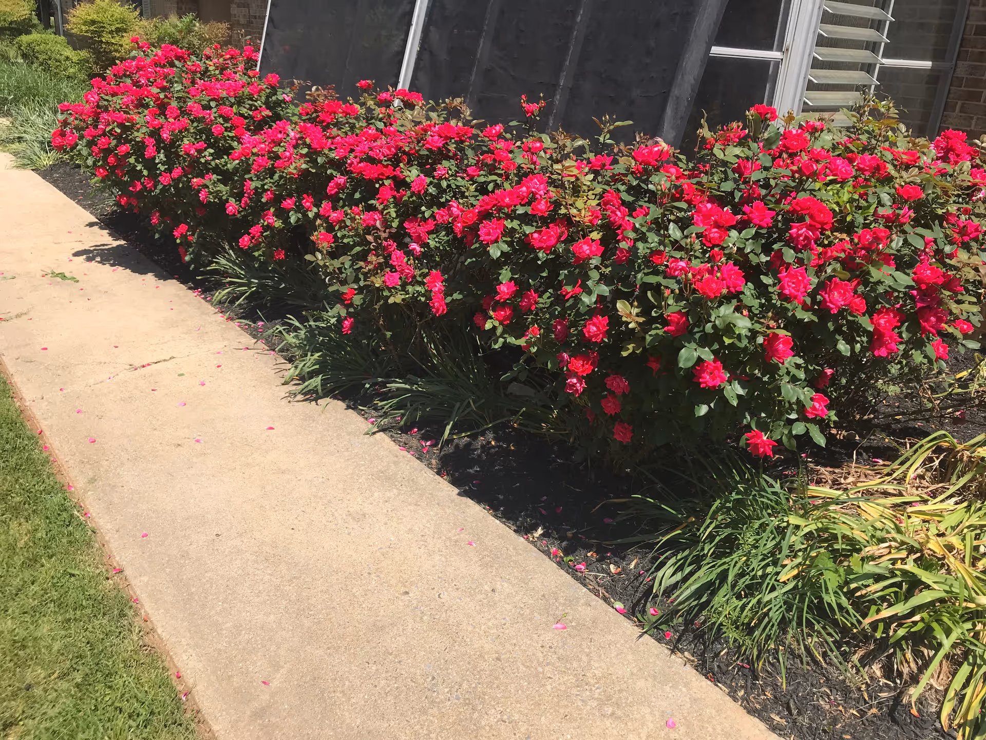 A sidewalk beside a building is lined with vibrant pink rose bushes in bloom.