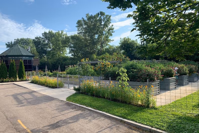 Raised garden beds with sunflowers and pathways beside a gazebo and trees under a sunny sky.