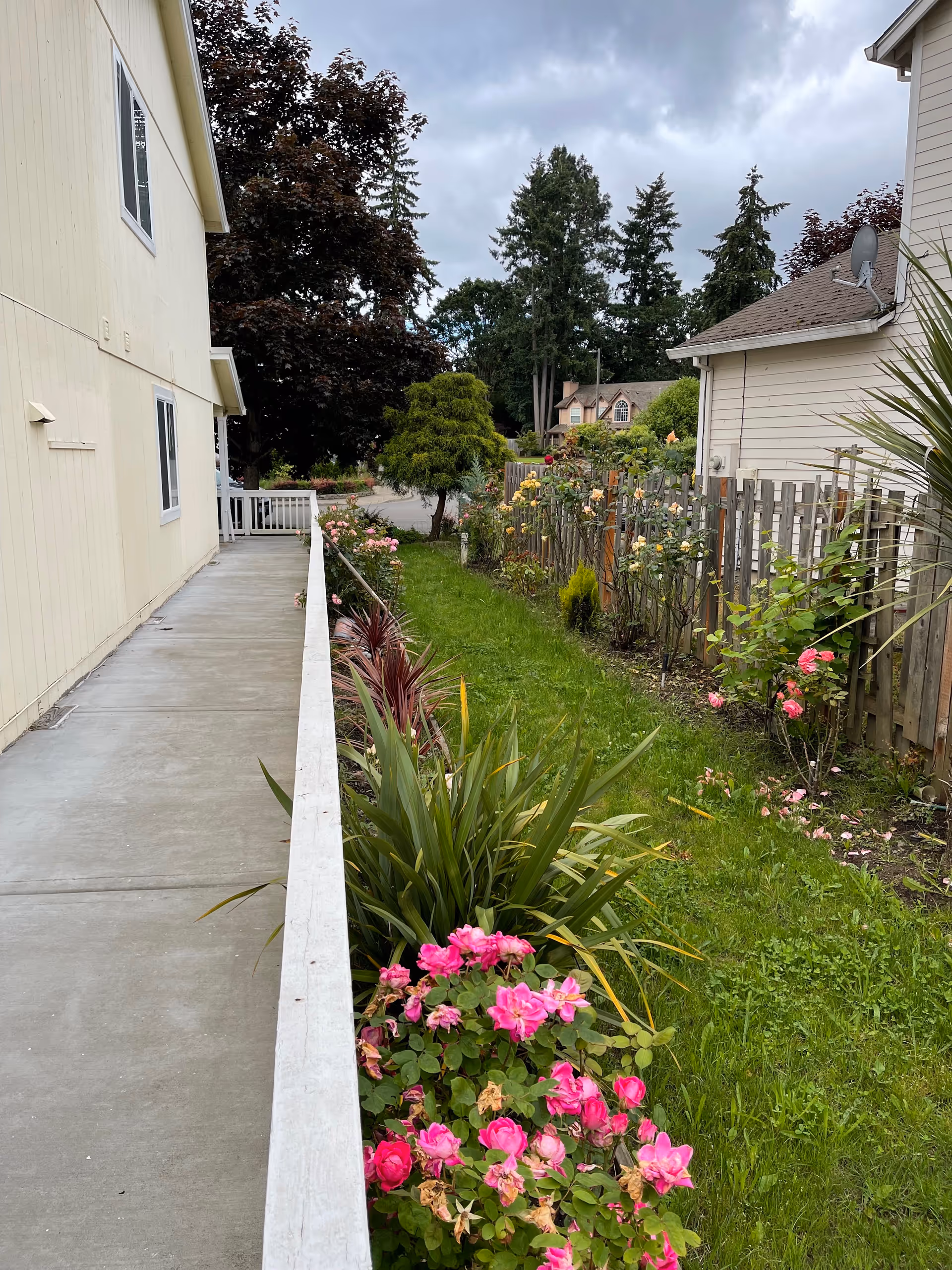Two buildings frame a concrete walkway beside a garden with pink roses.