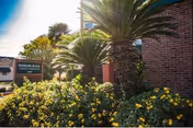 Exterior view of Sterling Place building with brick facade, palm trees, and yellow flowers in foreground.