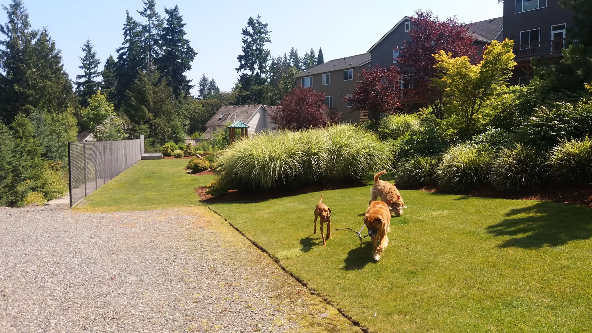 Two dogs run across a sunny grassy courtyard with shrubs and apartment buildings in the background.