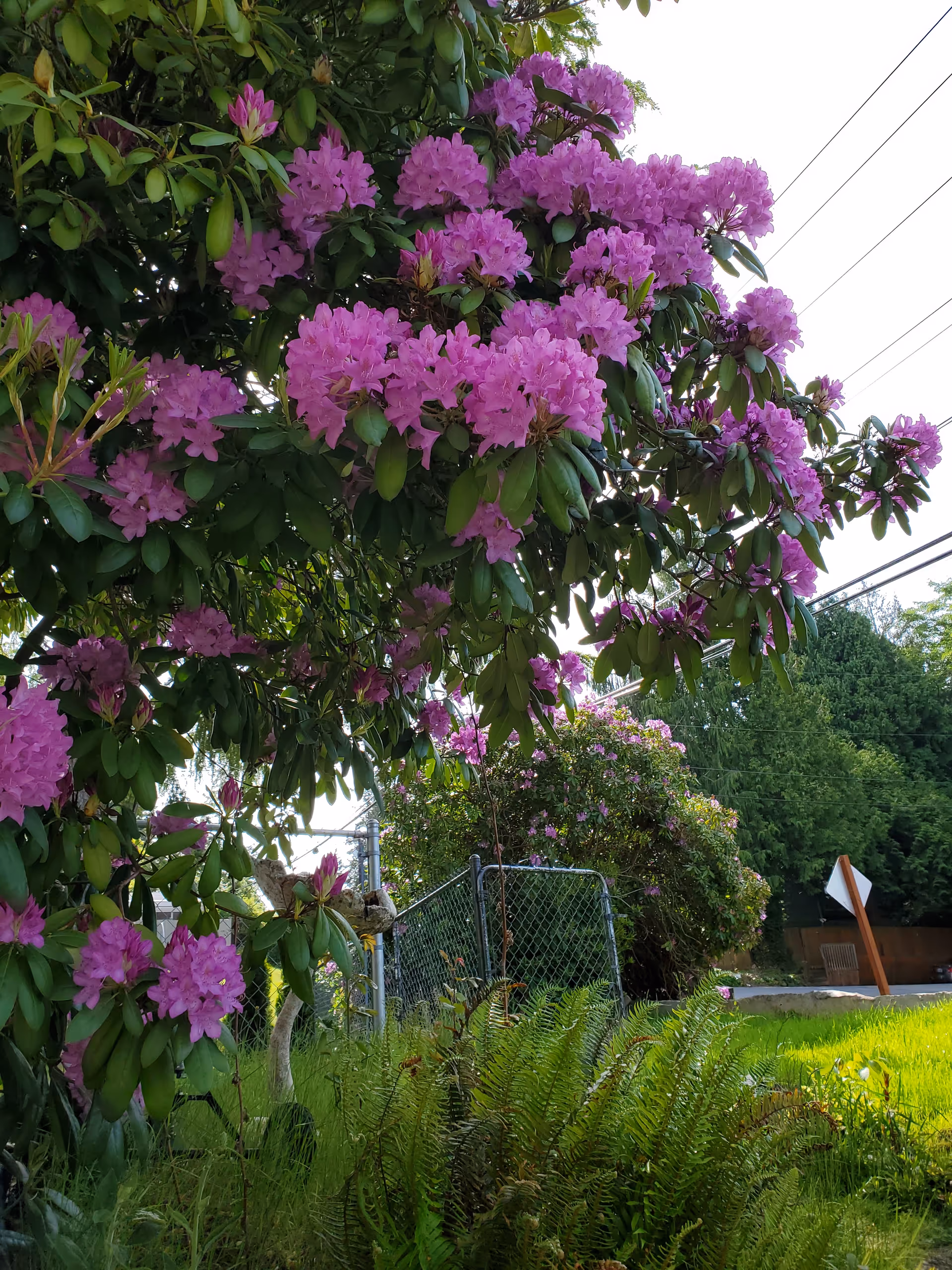 Purple azaleas bloom beside a chain-link fence over a grassy yard.