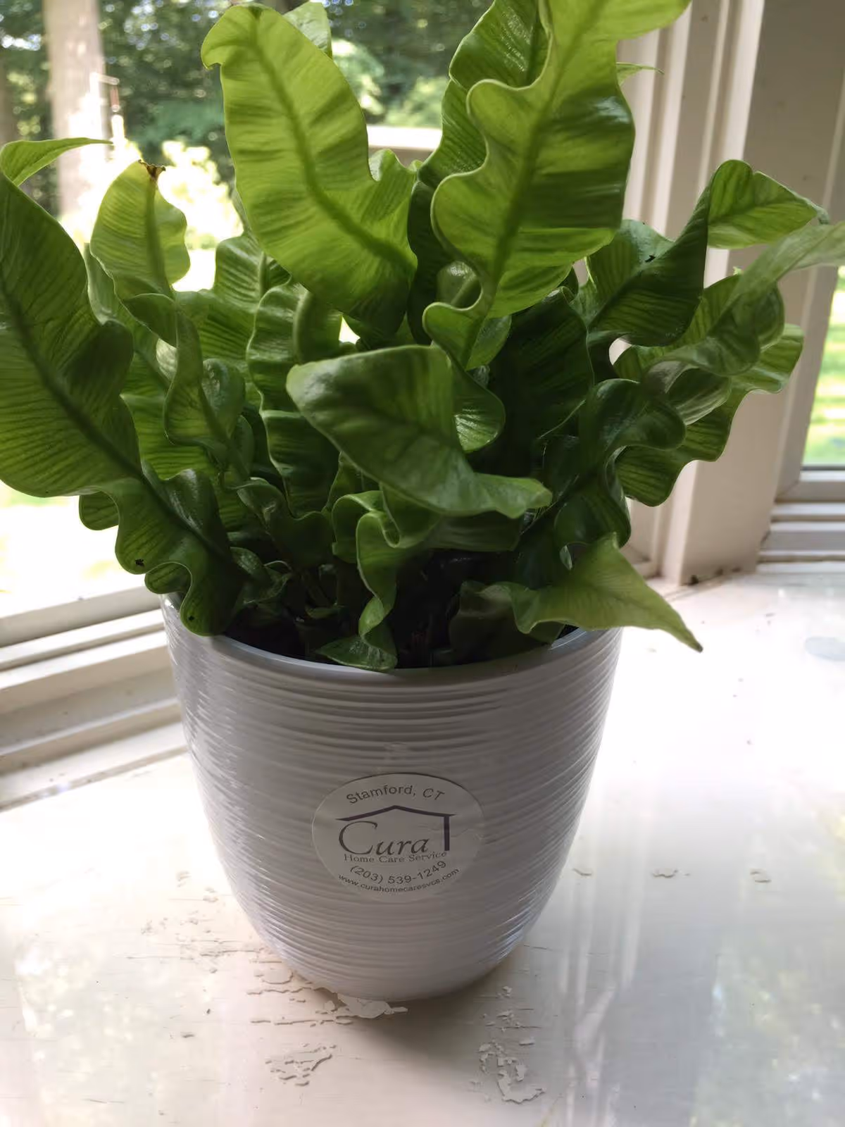 Green leafy plant in a white pot with a Cura logo on a sunlit windowsill.