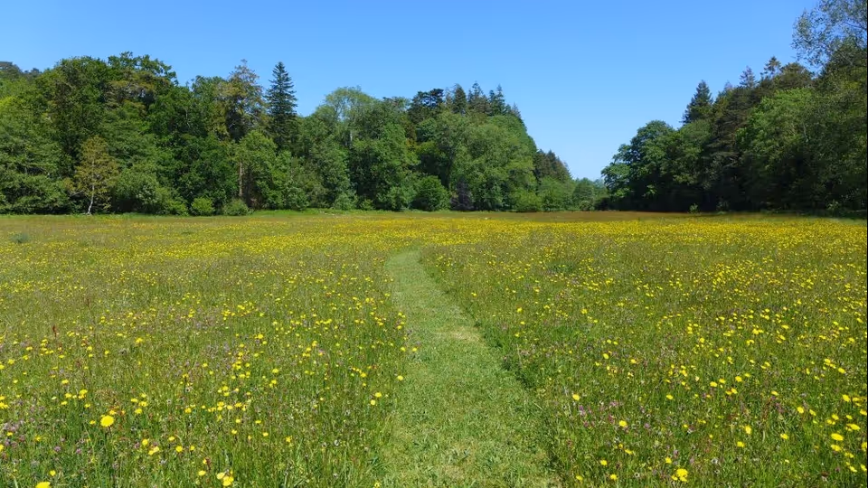Open grassy field with yellow wildflowers, a dirt path, and a tree-lined edge under blue sky.