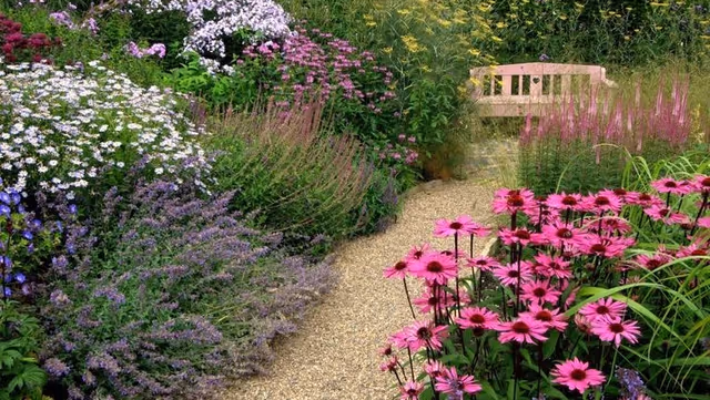 A garden path with pink coneflowers and purple blooms leading to a wooden bench.