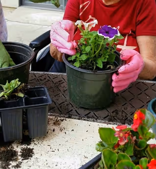 A person wearing pink gardening gloves is planting a purple and white flower in a black pot on a table. There are other plants and soil on the table, and the person is seated in a wheelchair outdoors.