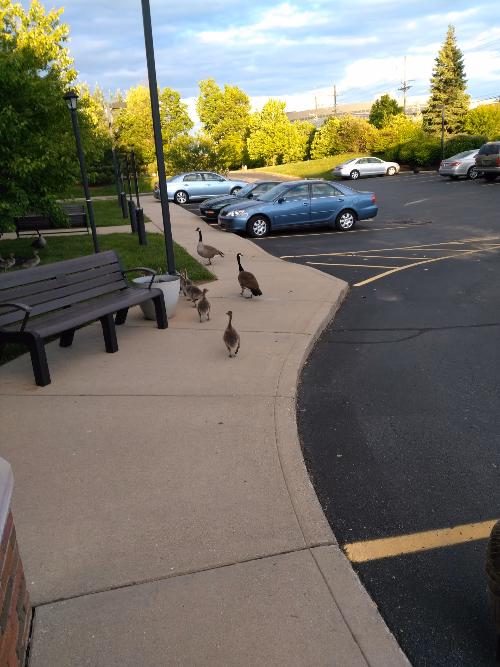 Outdoor walkway with benches, geese crossing, and parked cars near Carriage Court of Kenwood.