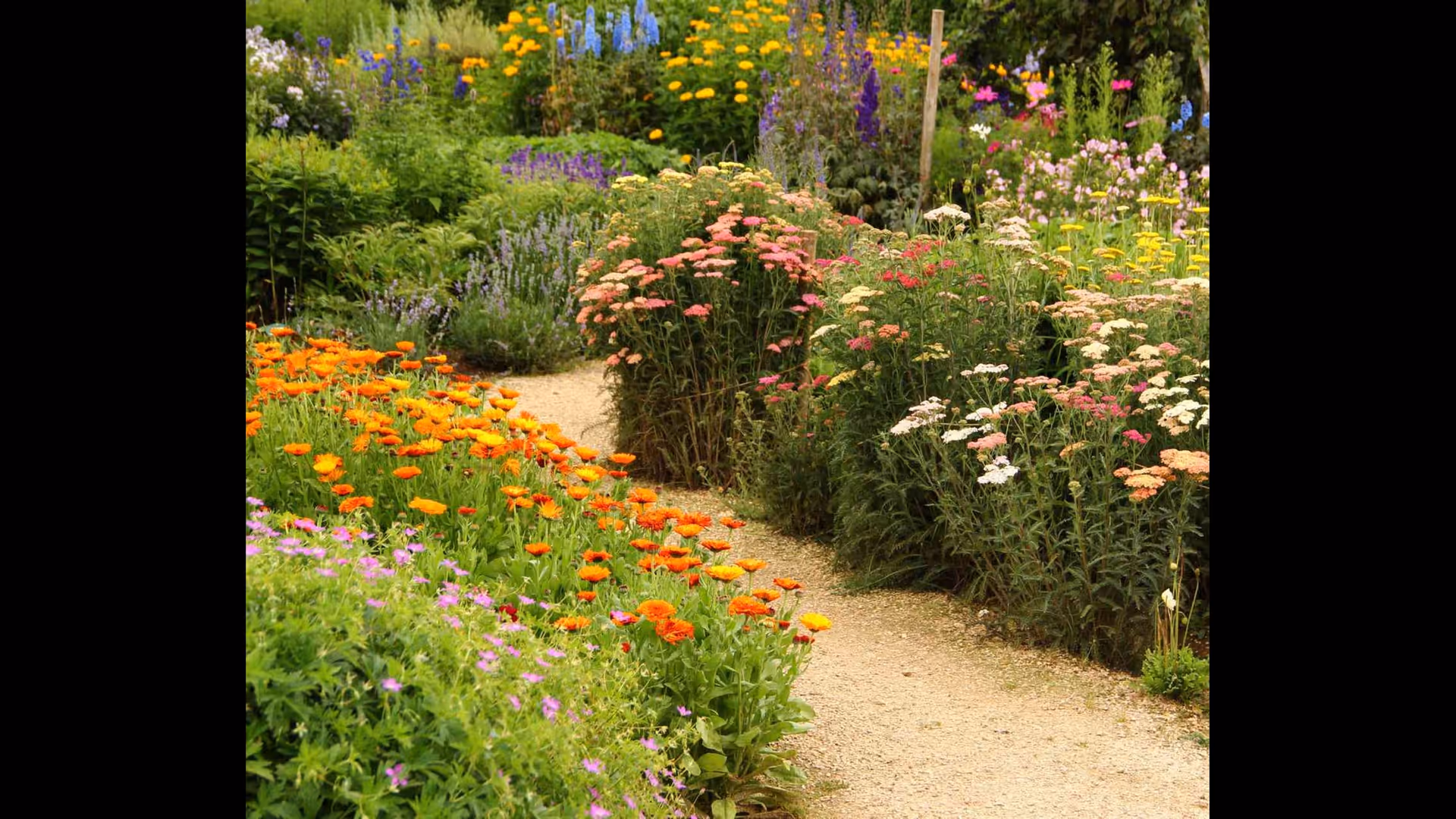 A winding gravel path runs through a vibrant flower garden full of blooms.