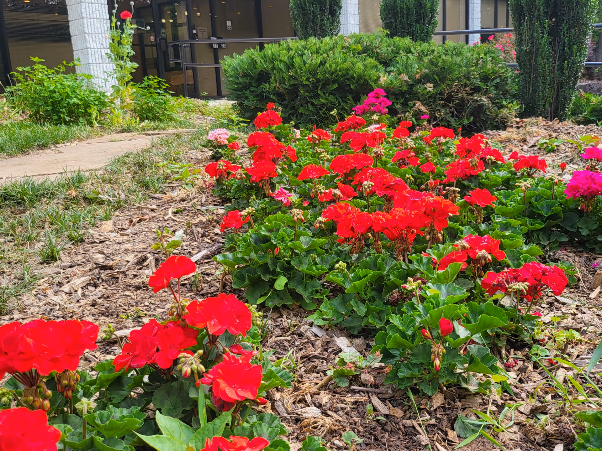 Colorful red geraniums bloom in a garden bed near the Joynus Care entrance
