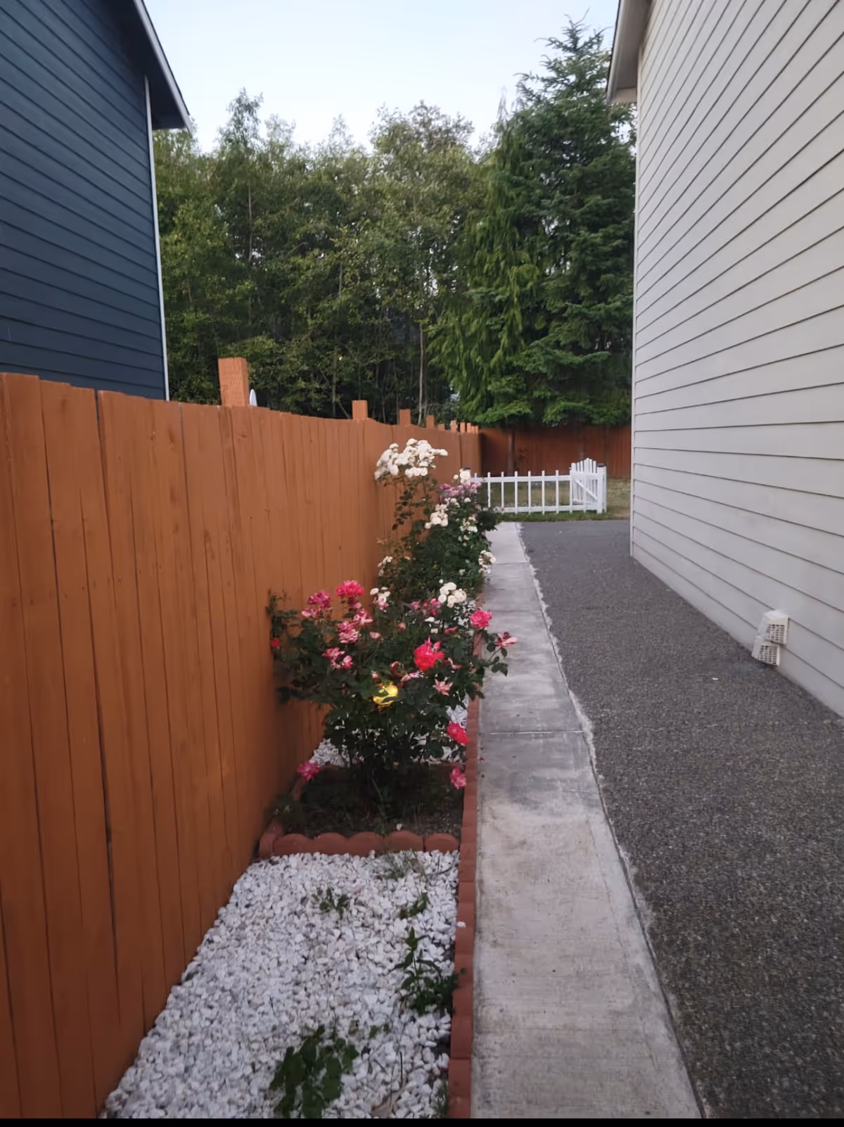 Narrow outdoor path flanked by wooden fences and blooming rose bushes, with a white gate ahead.