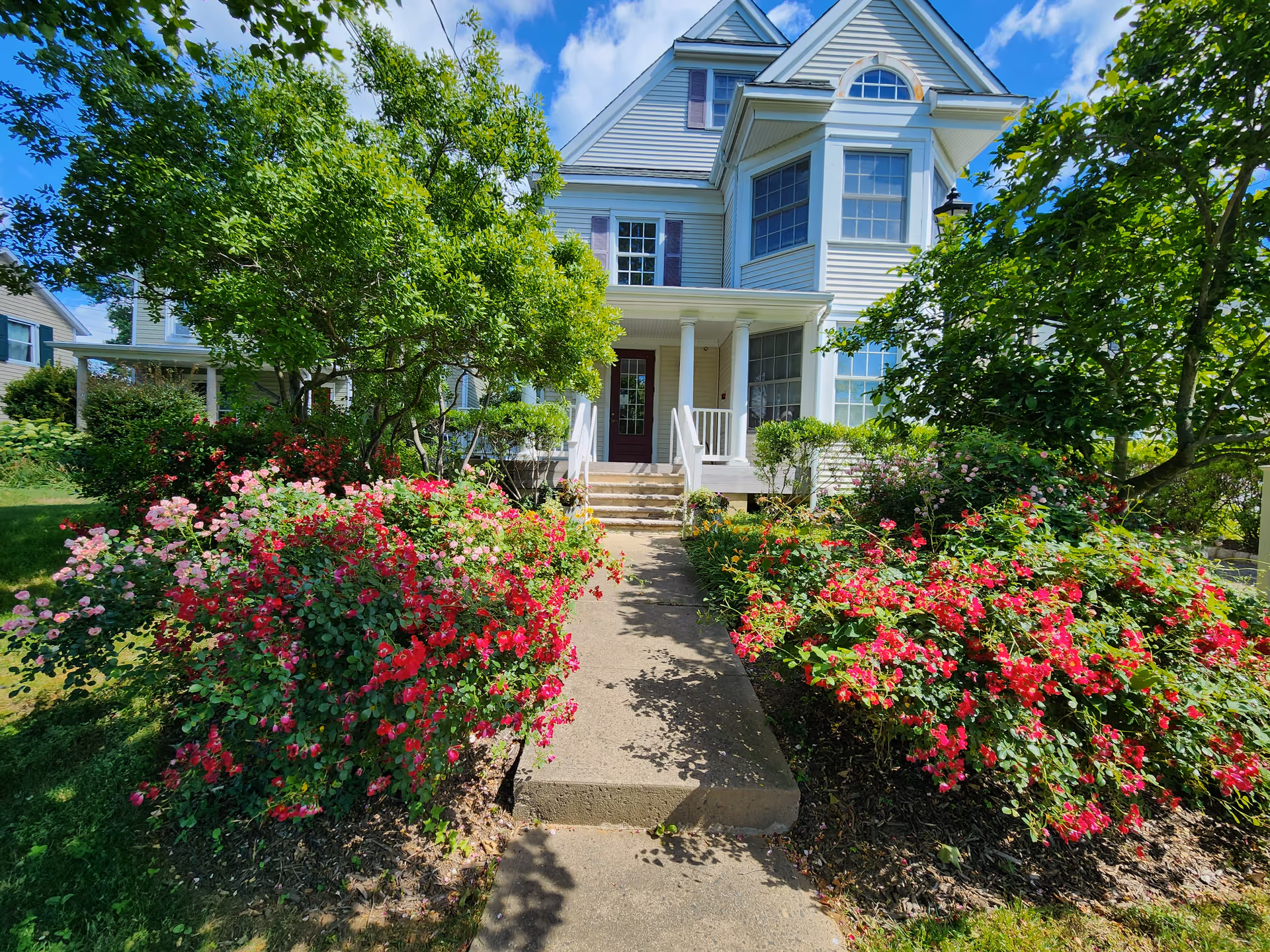 A white multi-story house with a front porch, surrounded by blooming rose bushes and trees.