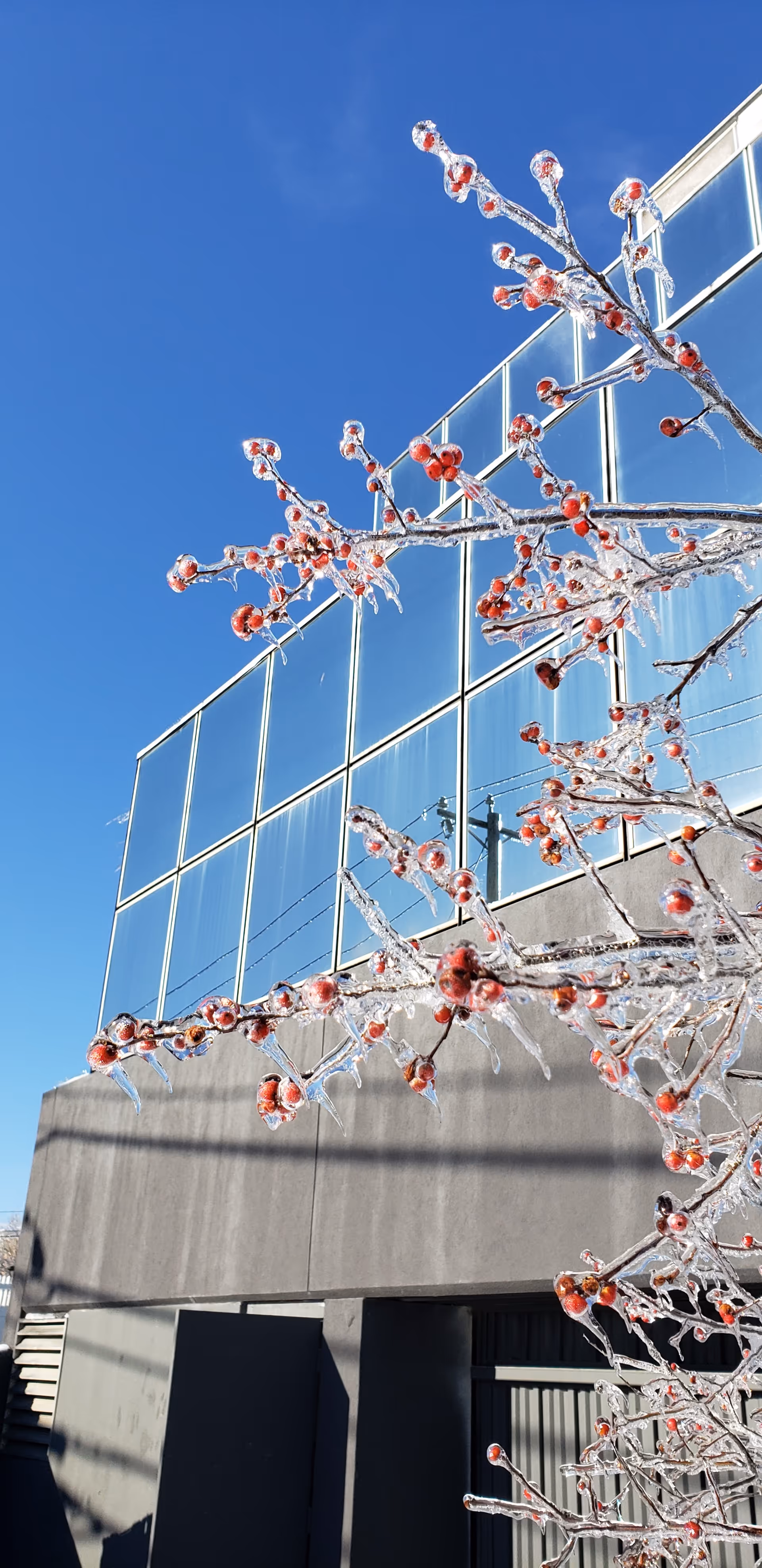 Icy tree branches frame a glass-clad building against a blue sky.