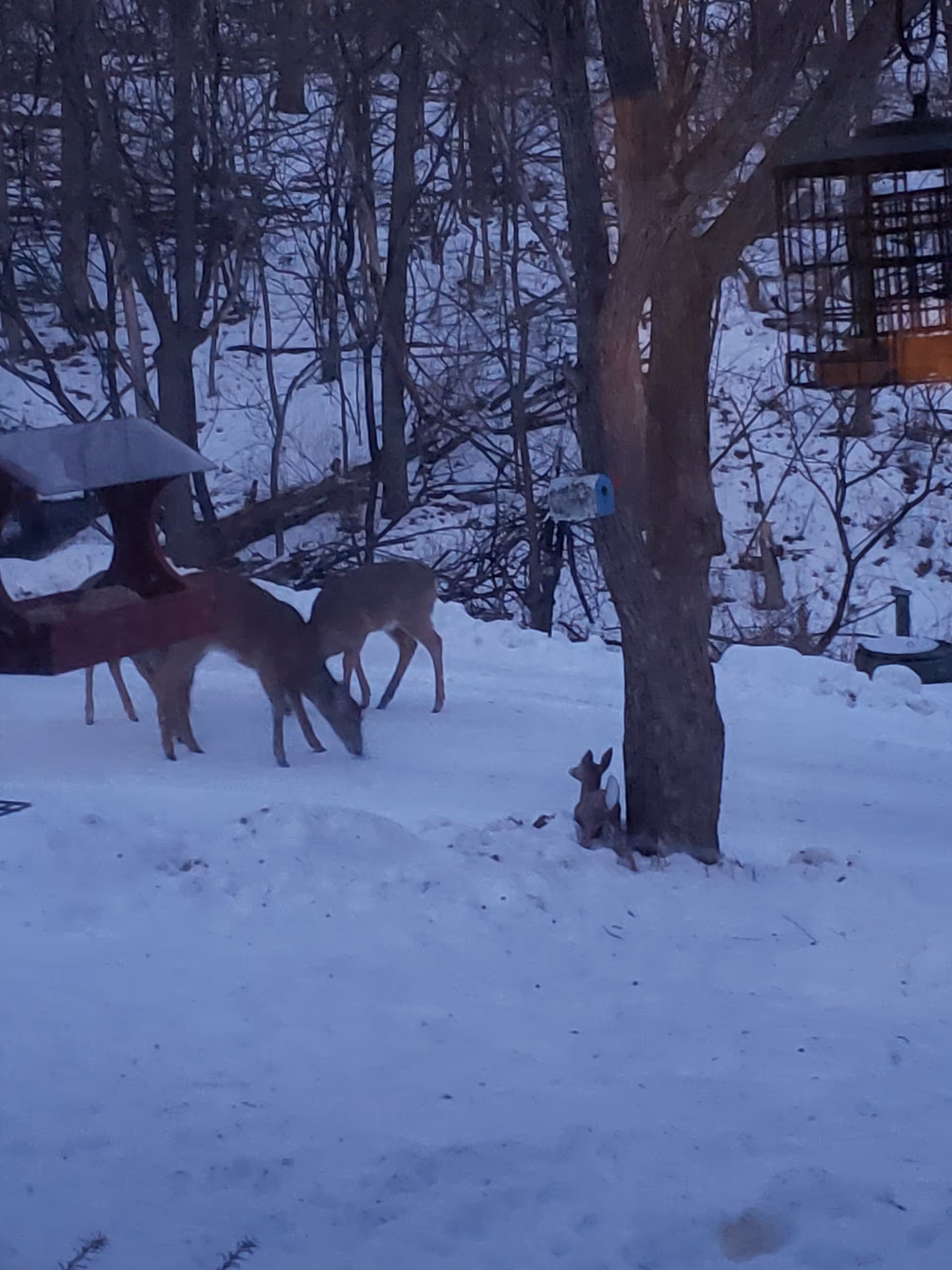 A snowy backyard shows two deer near a bird feeder by a tree.