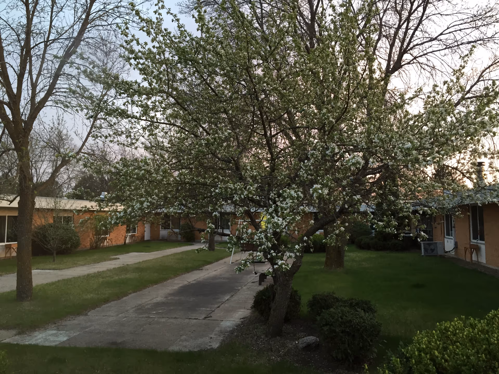 An exterior view of a senior living courtyard with blossoming trees and low brick buildings.