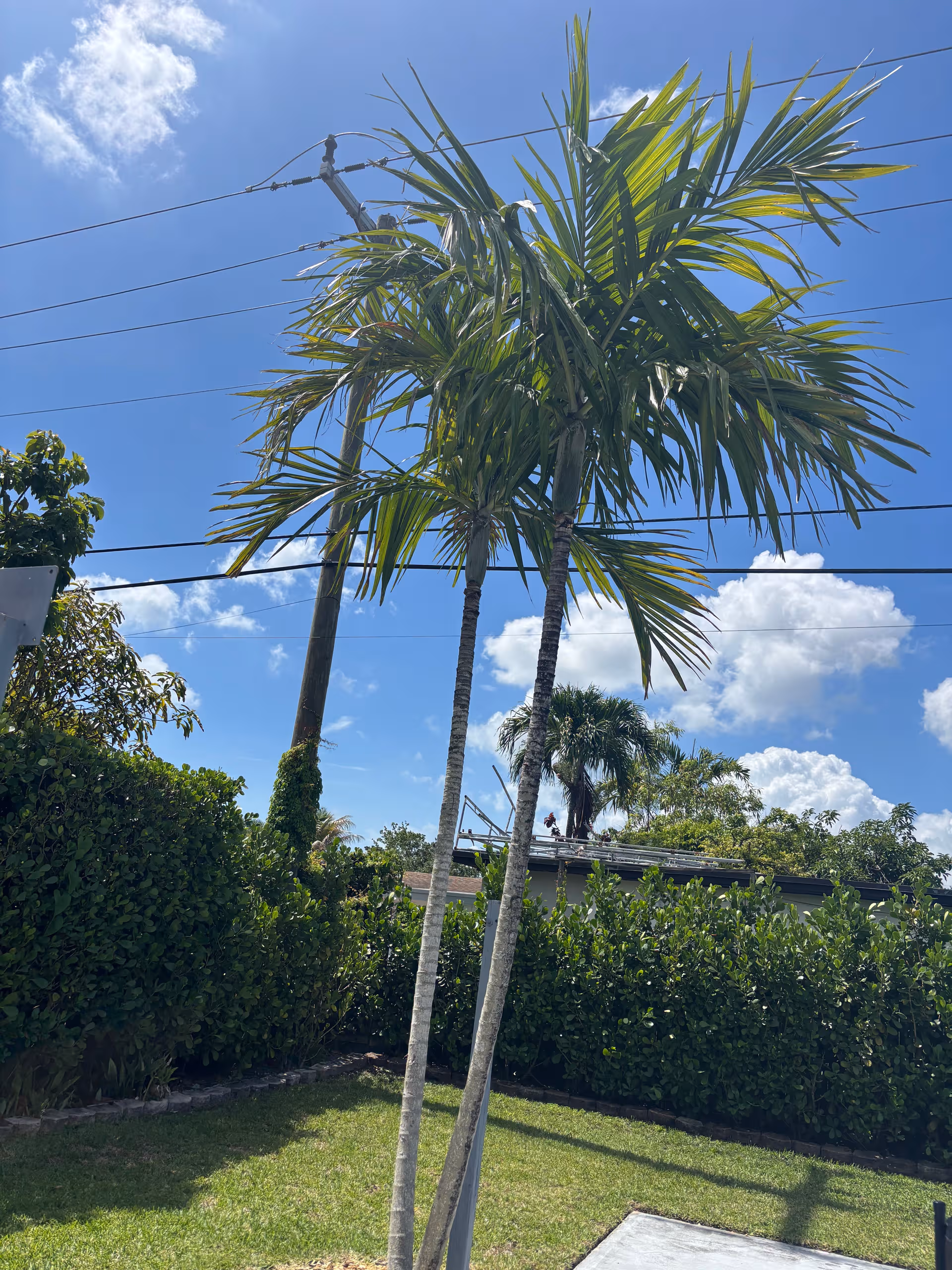 Tall palm trees and green hedges frame a grassy yard beneath a bright blue sky.