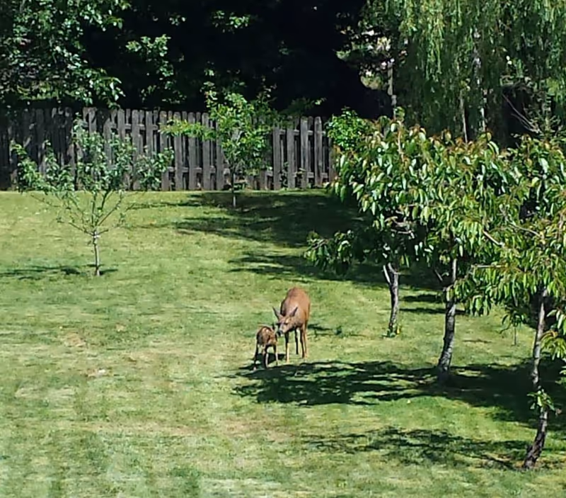 Two deer grazing in a grassy yard with trees and a wooden fence.