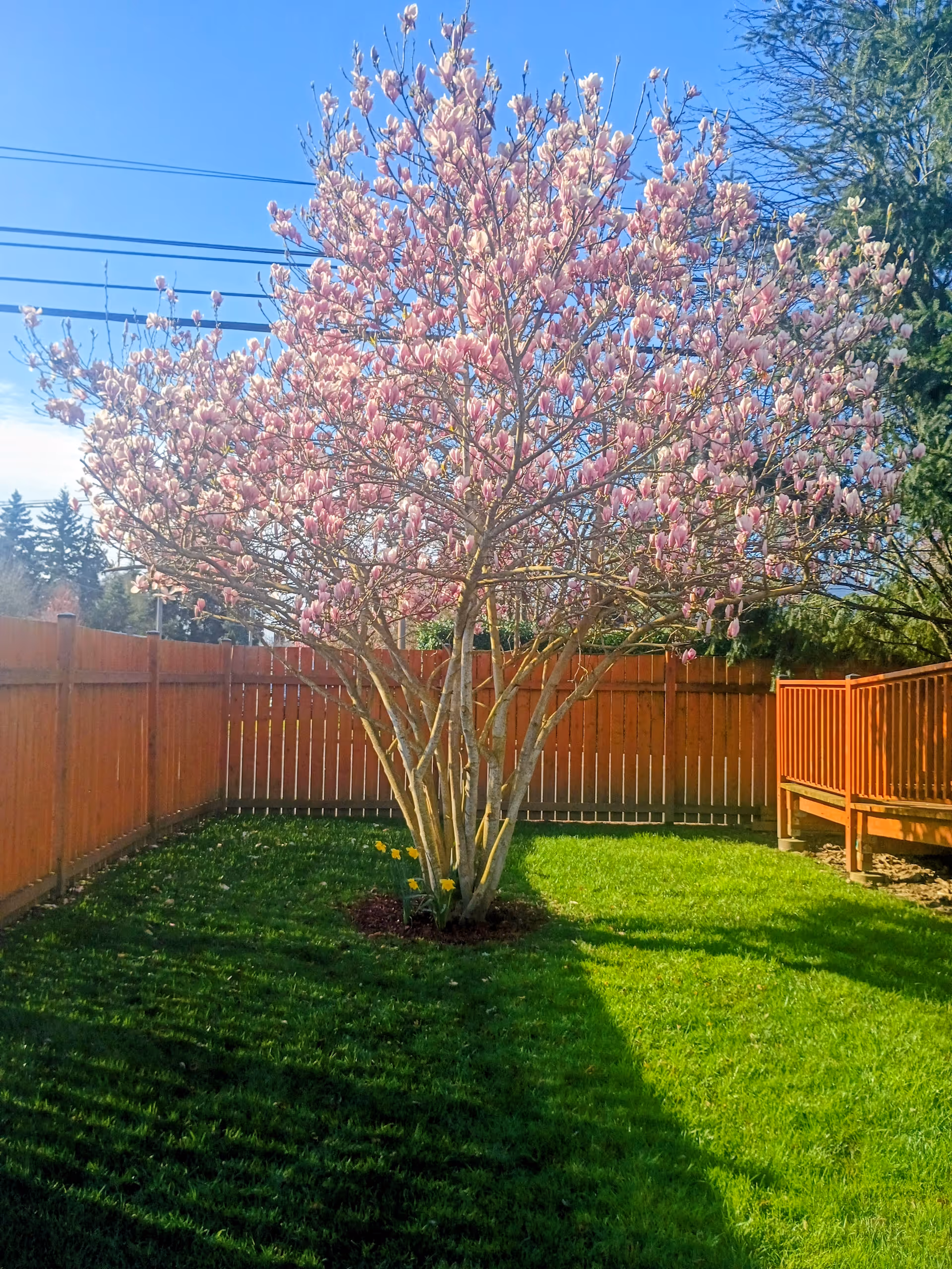 A flowering pink tree stands in a fenced backyard with a wooden deck.