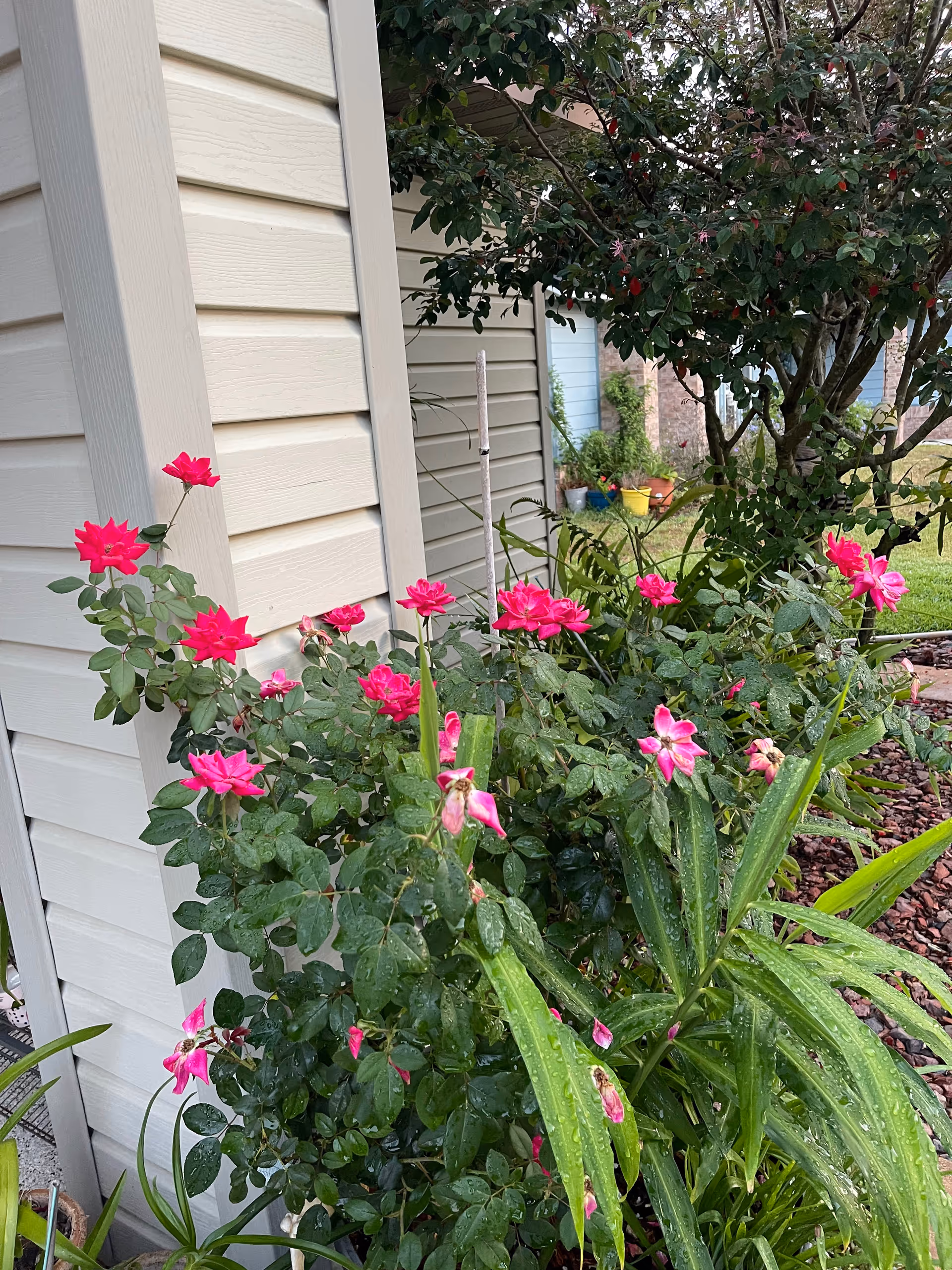 Pink roses and green foliage grow alongside a beige siding exterior of a house.