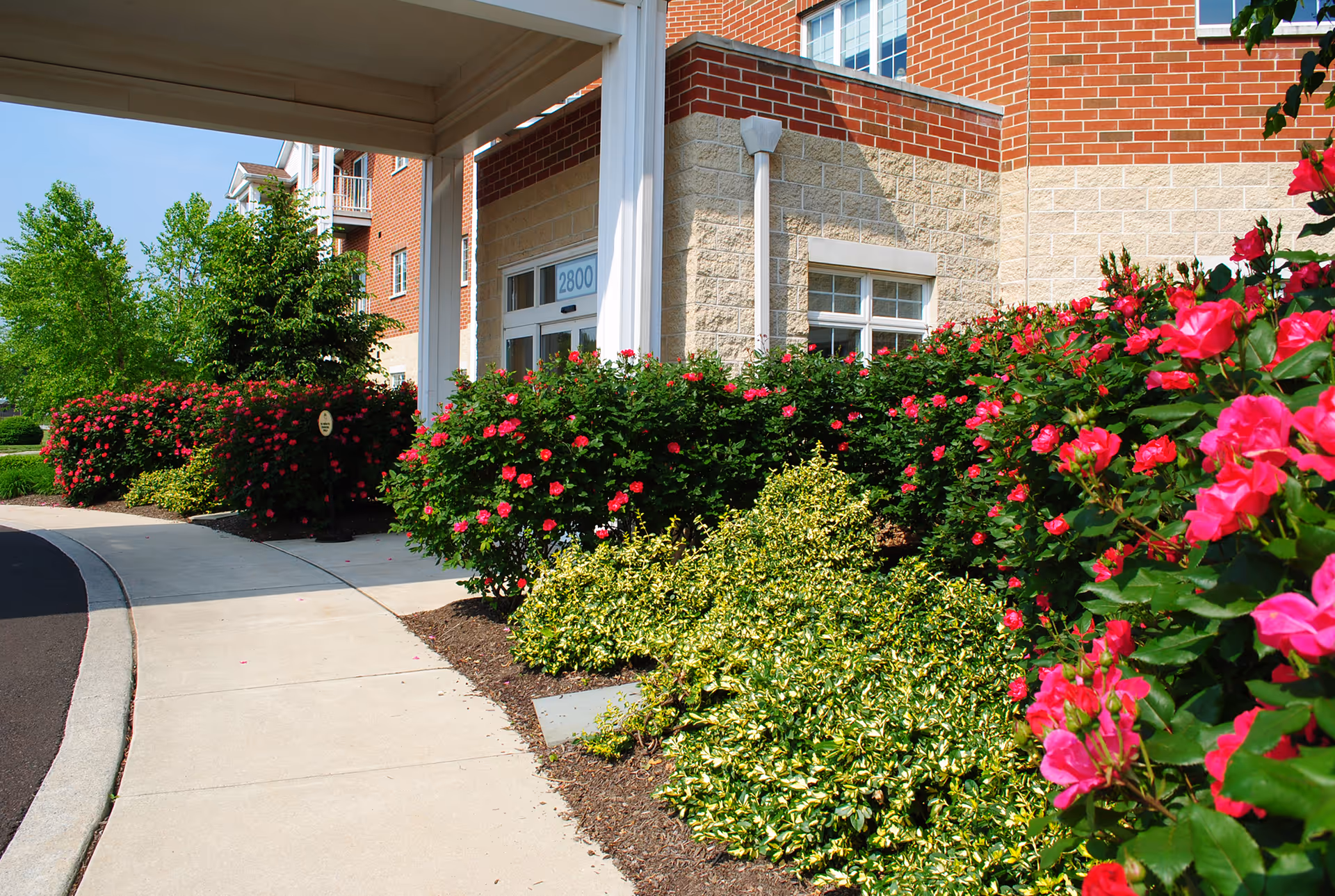 Entrance of a senior living building with pink flowering shrubs and a curved sidewalk.