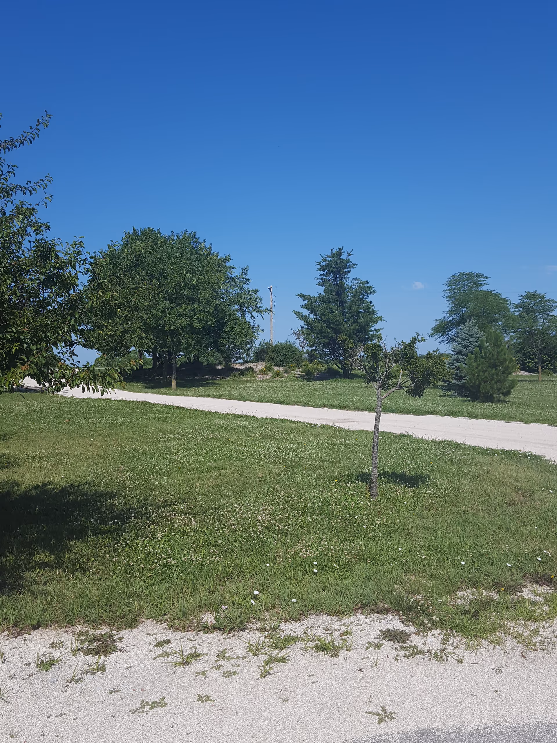 Open sunny outdoor lawn with trees and a paved path.