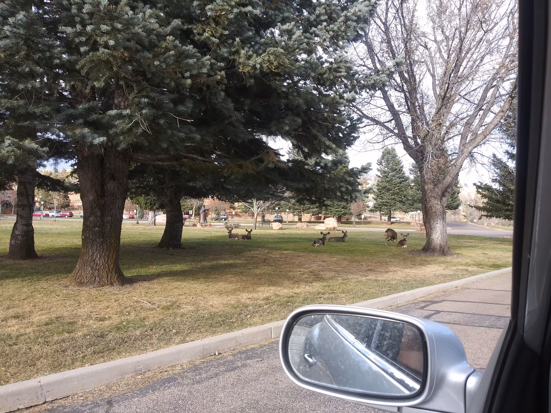 Outdoor grassy area with large trees and a car's side mirror in view.