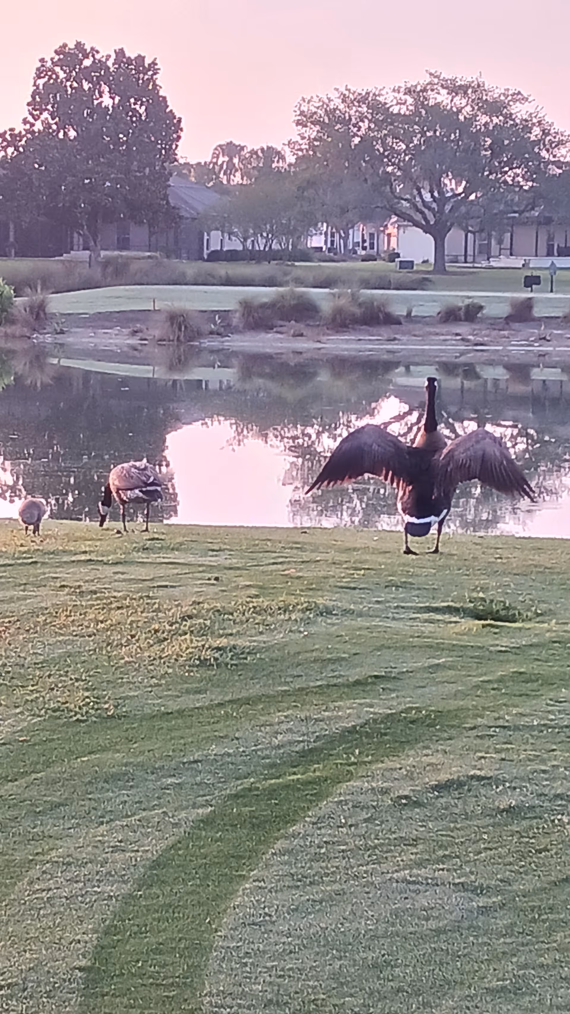 Lawn with a pond and birds near Champion Care, LLC facility.