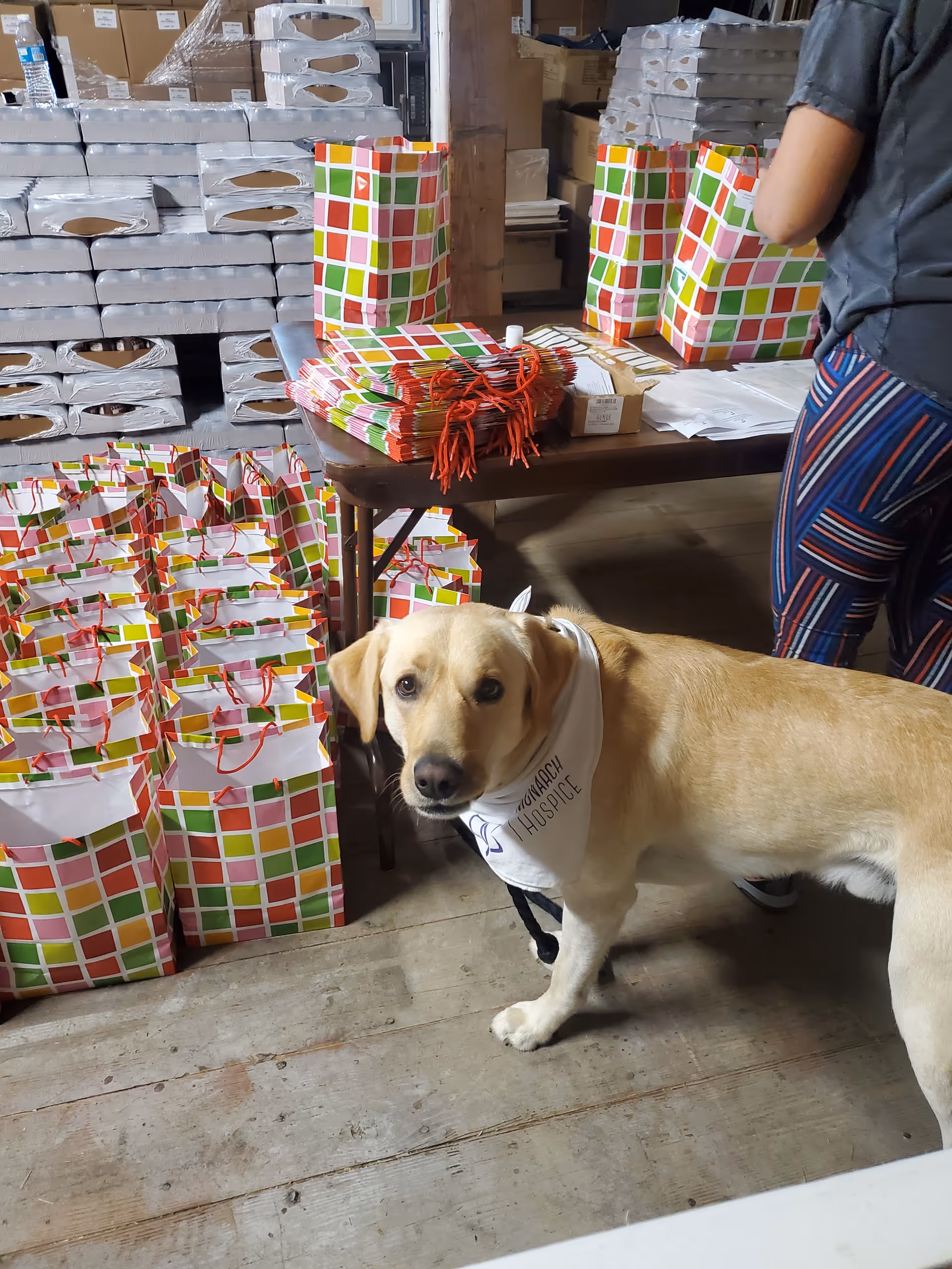 Dog wearing a white bandana beside colorful gift bags in a facility warehouse.