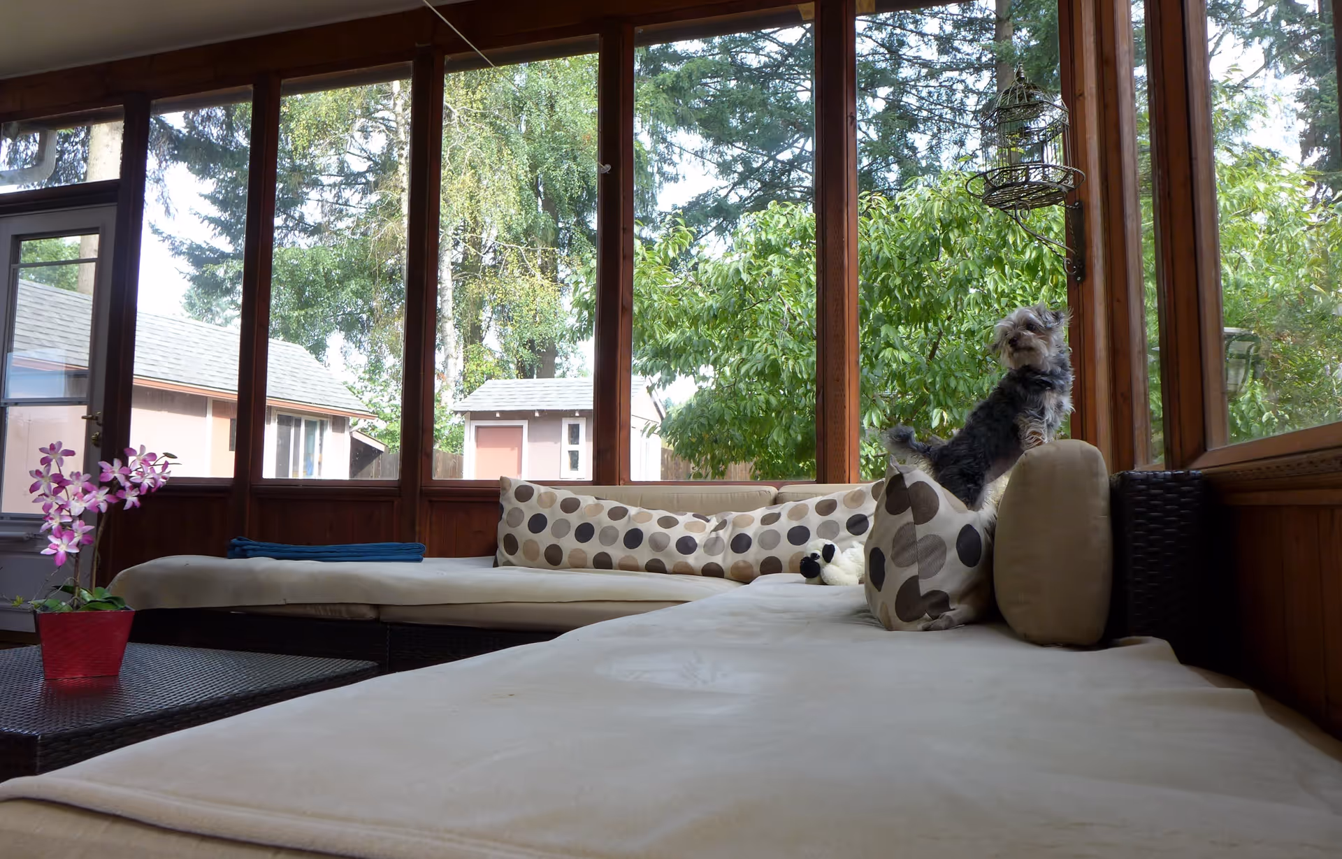 A cozy indoor seating area with large windows showing green trees and neighboring buildings outside. The seating area has beige cushions and patterned pillows, with a small dog sitting on the armrest. A small red pot with purple flowers is on a dark wicker table in front of the seating.