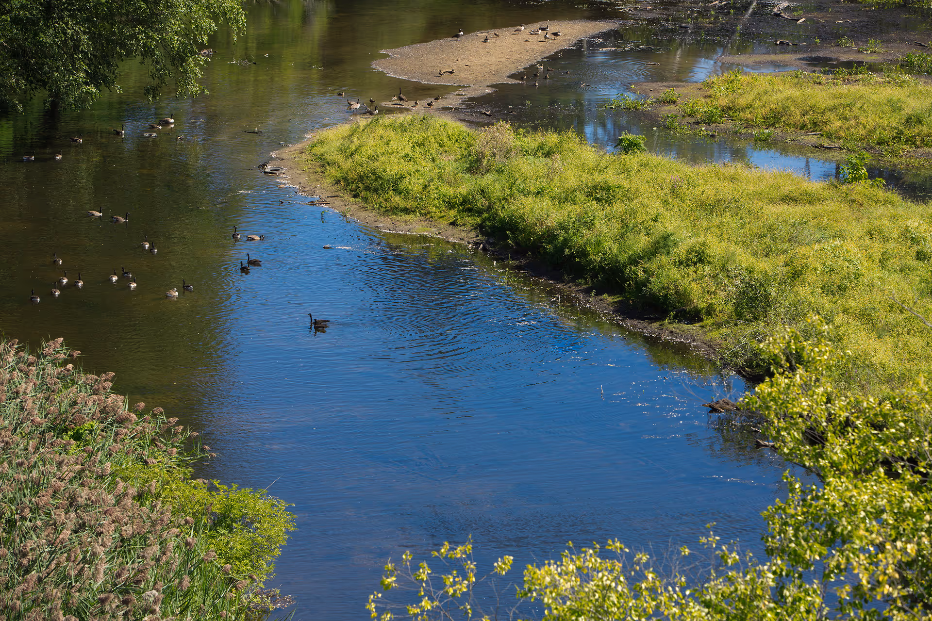 Birds swim along a winding river with green marsh and shrubs.